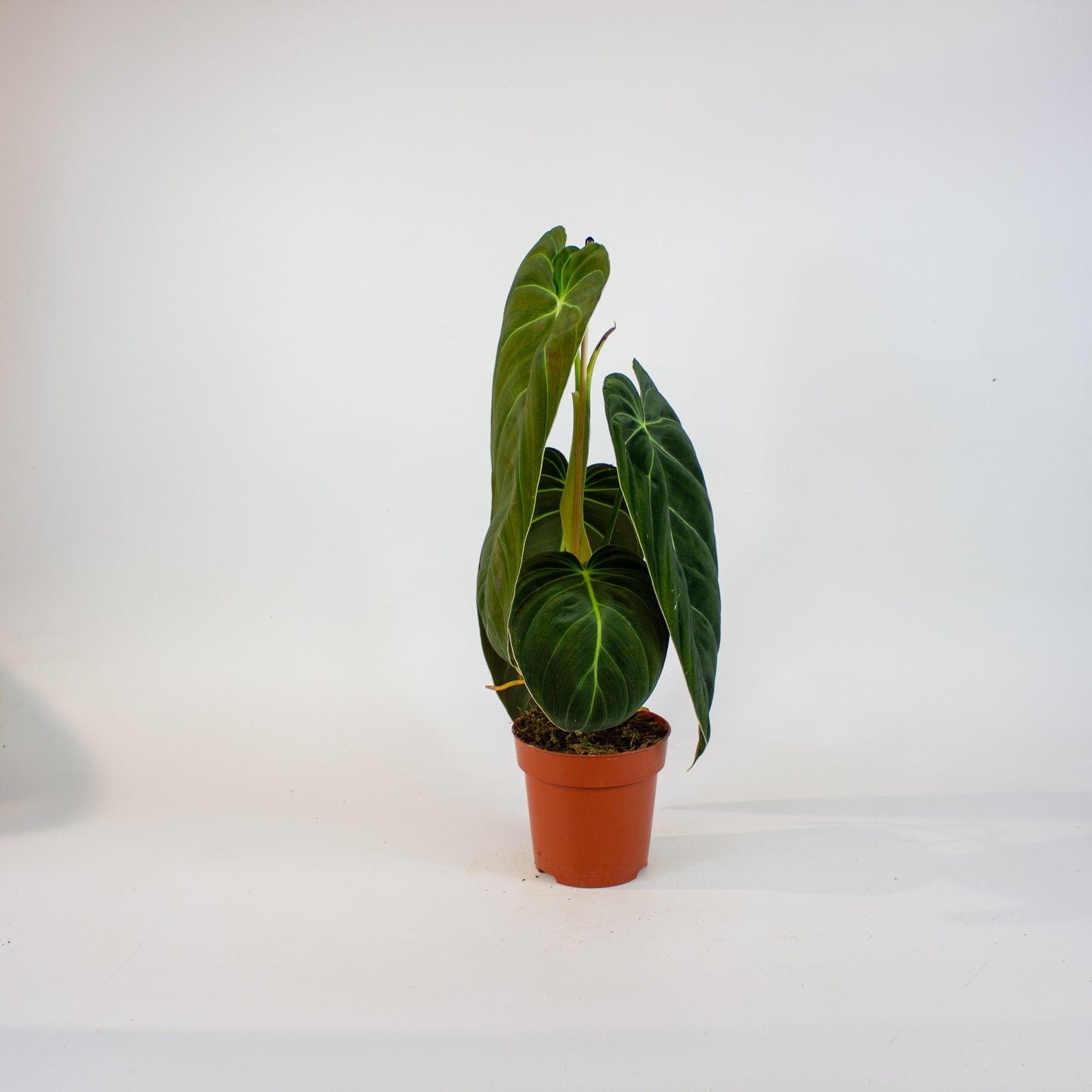 Philodendron Melanochrysum 12cm H45cm