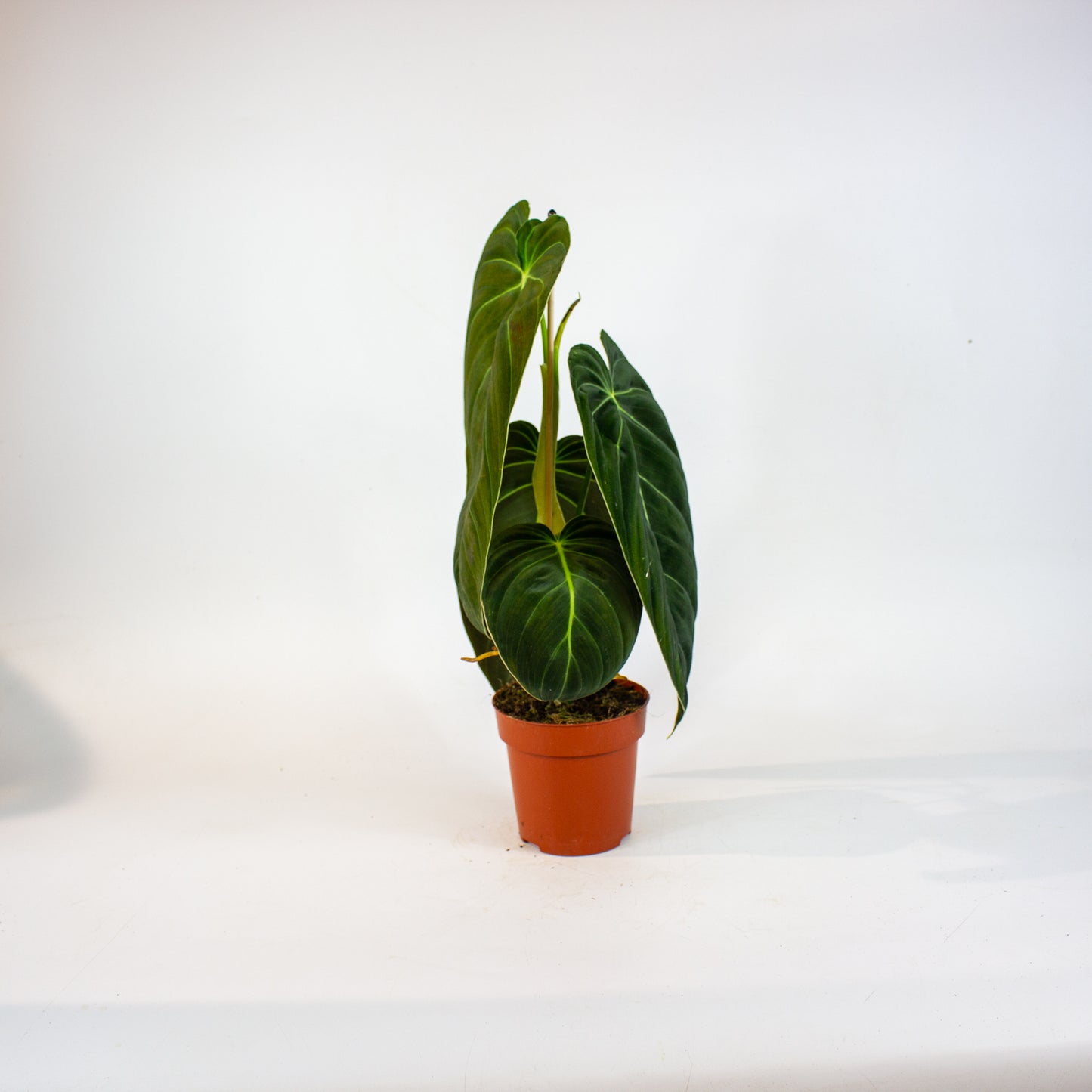 Philodendron Melanochrysum 12cm H45cm