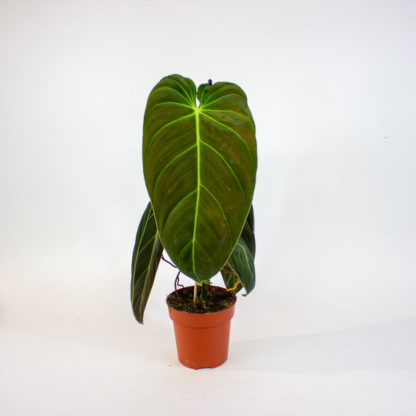Philodendron Melanochrysum 12cm H45cm