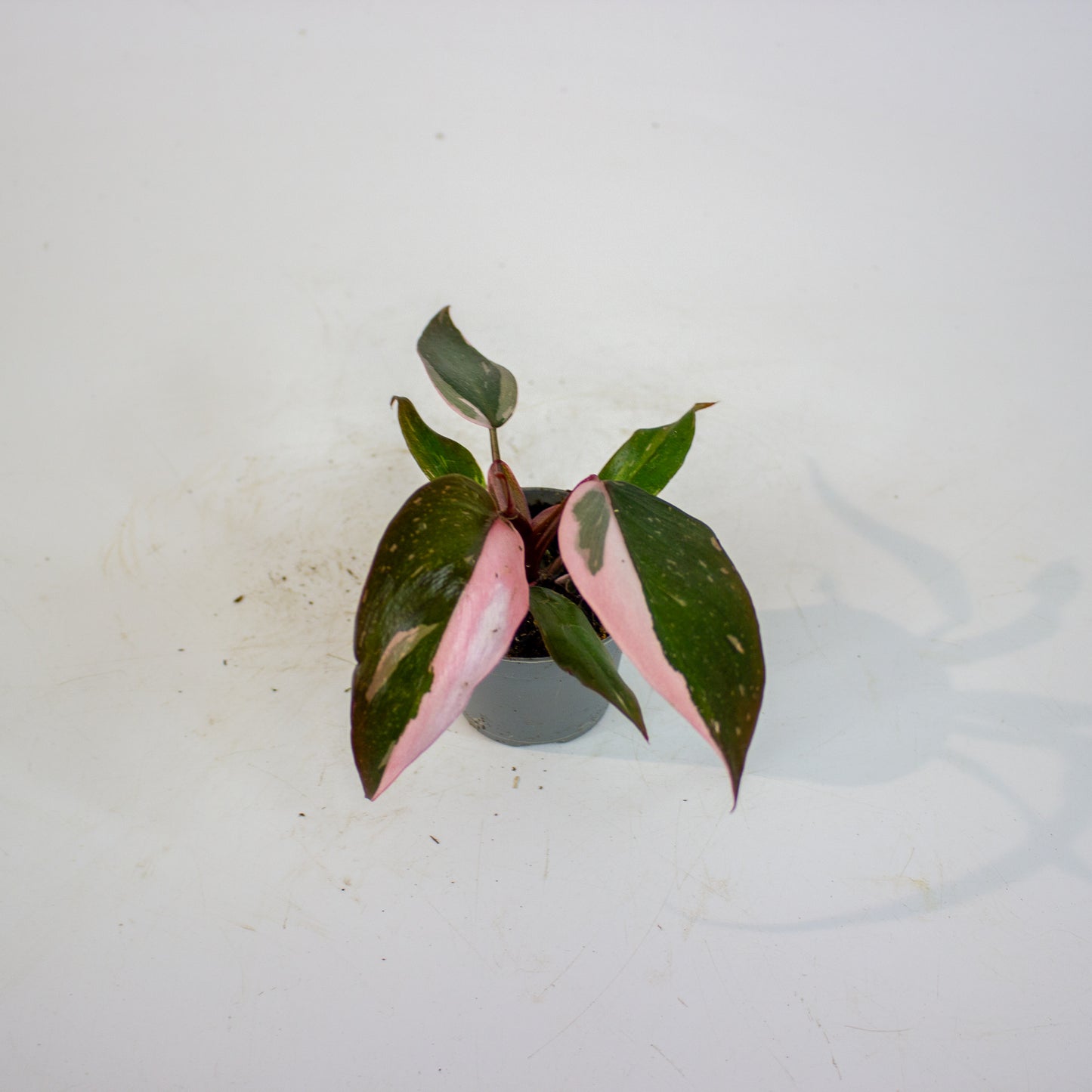 Philodendron Pink Princess 6cm H12cm