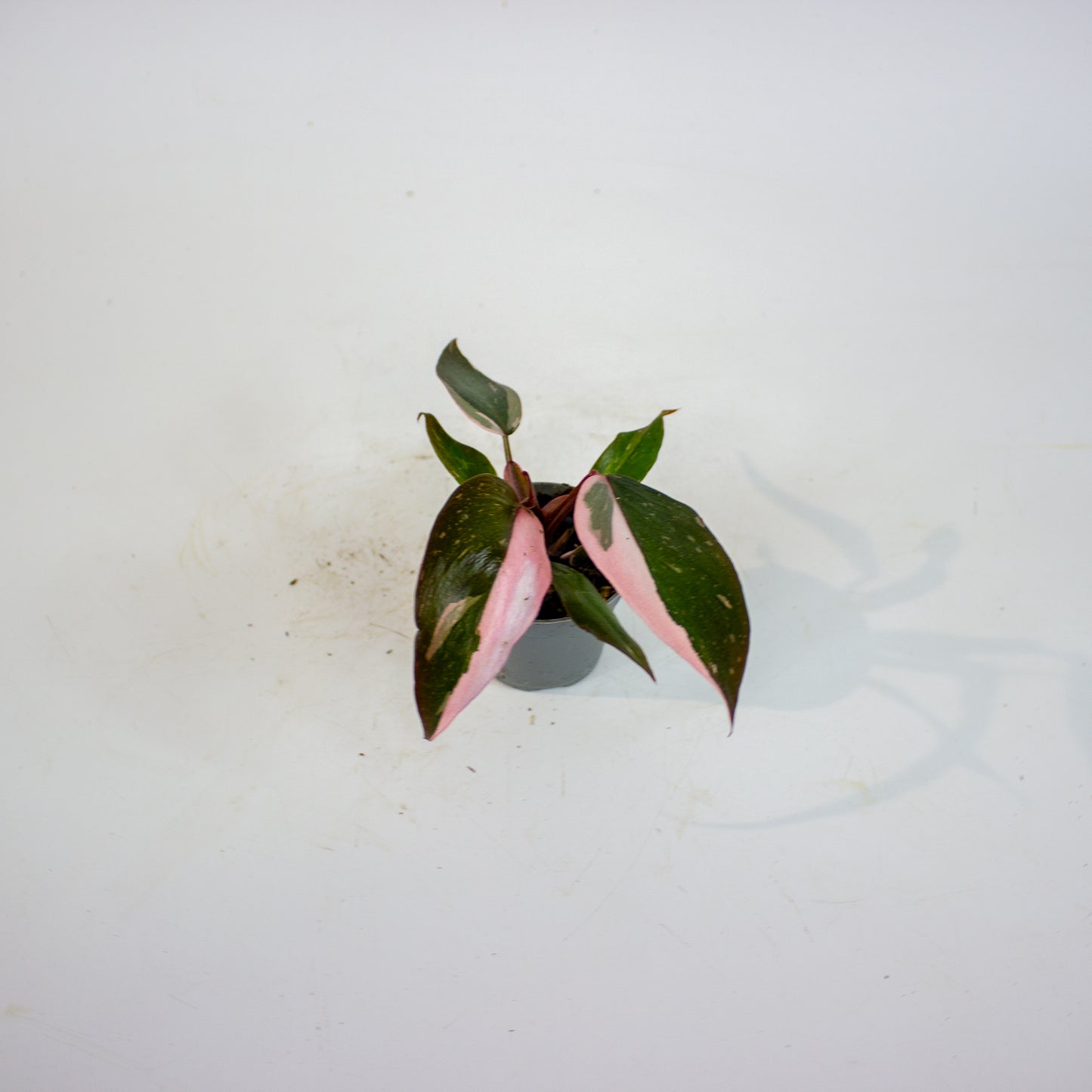 Philodendron Pink Princess 6cm H12cm