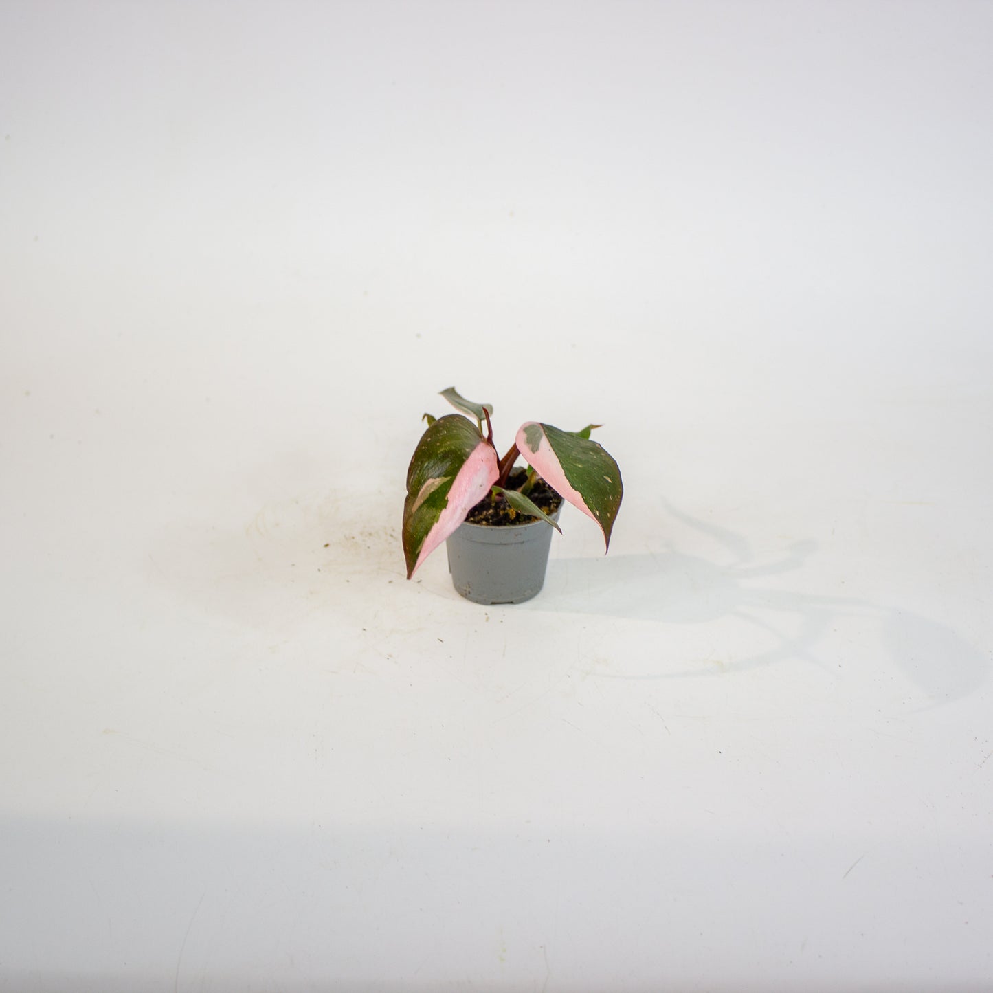 Philodendron Pink Princess 6cm H12cm