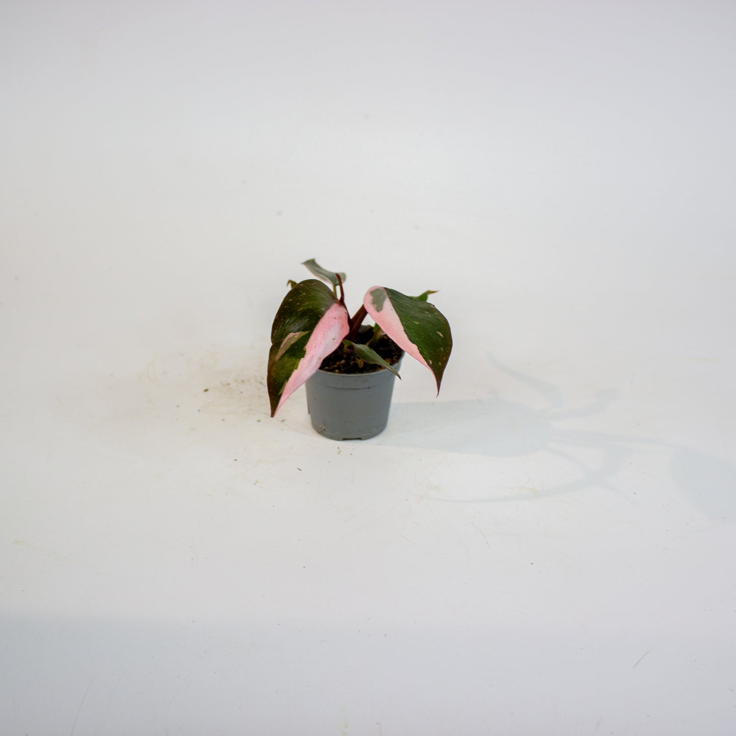 Philodendron Pink Princess 6cm H12cm