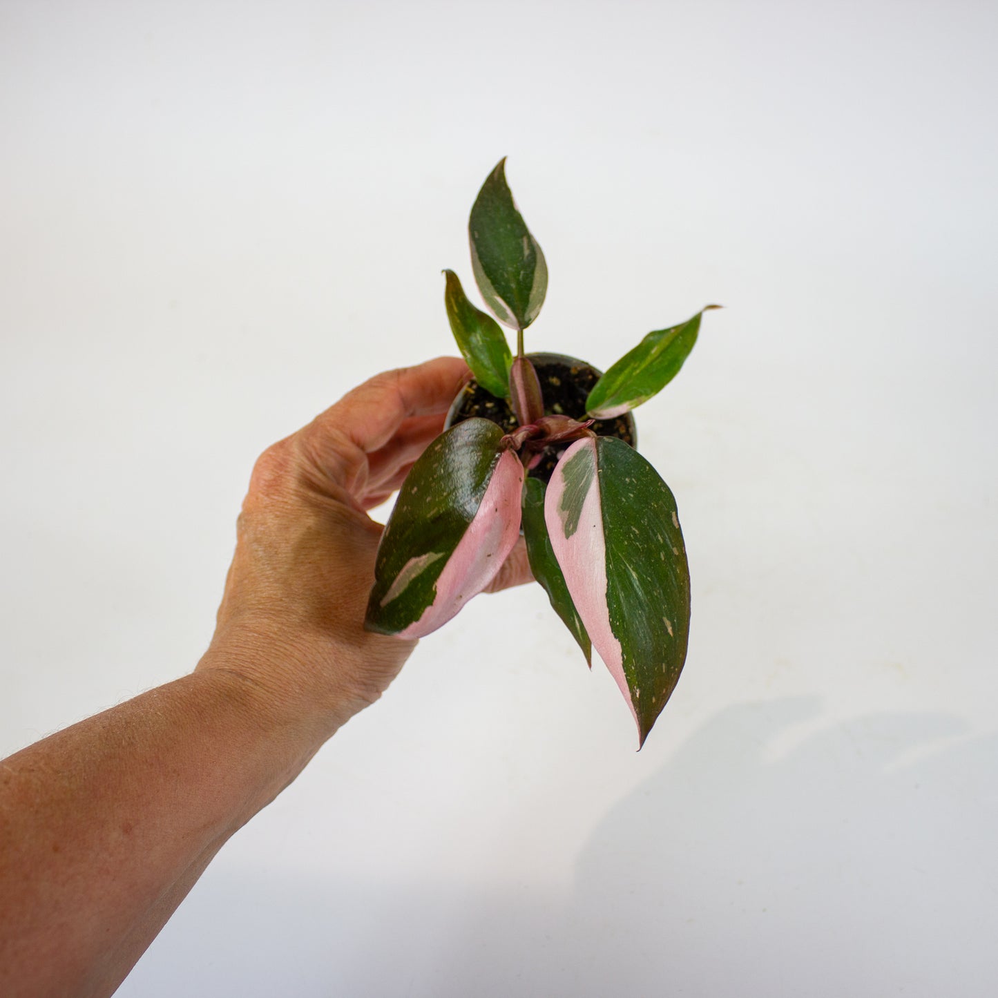 Philodendron Pink Princess 6cm H12cm