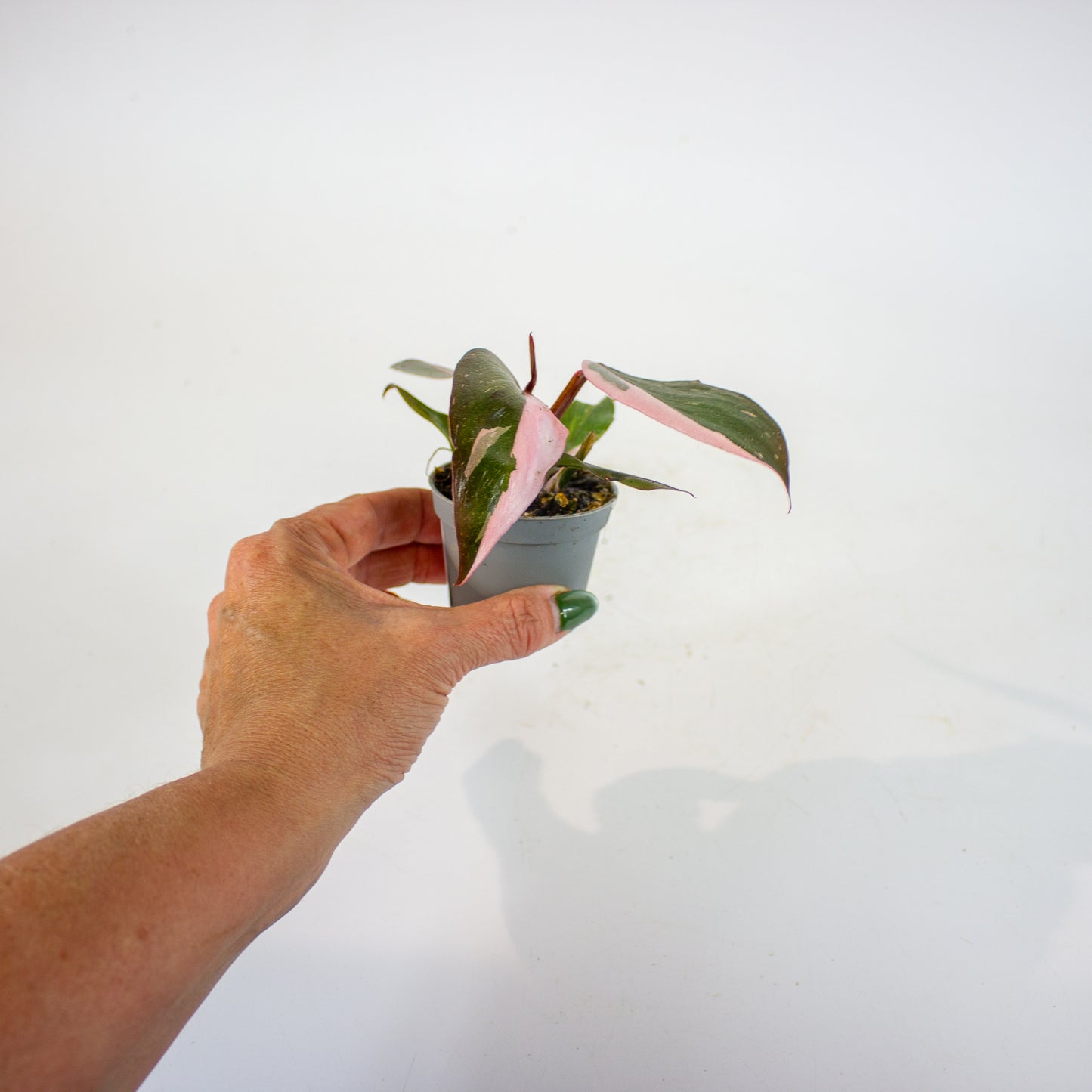 Philodendron Pink Princess 6cm H12cm
