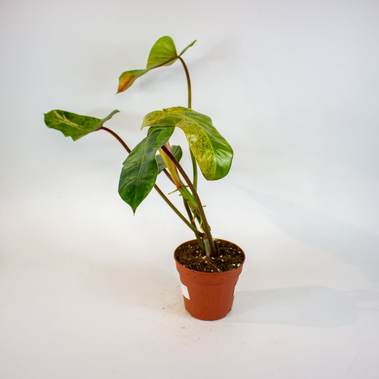 Philodendron Whipple Way Marble 12cm H30cm