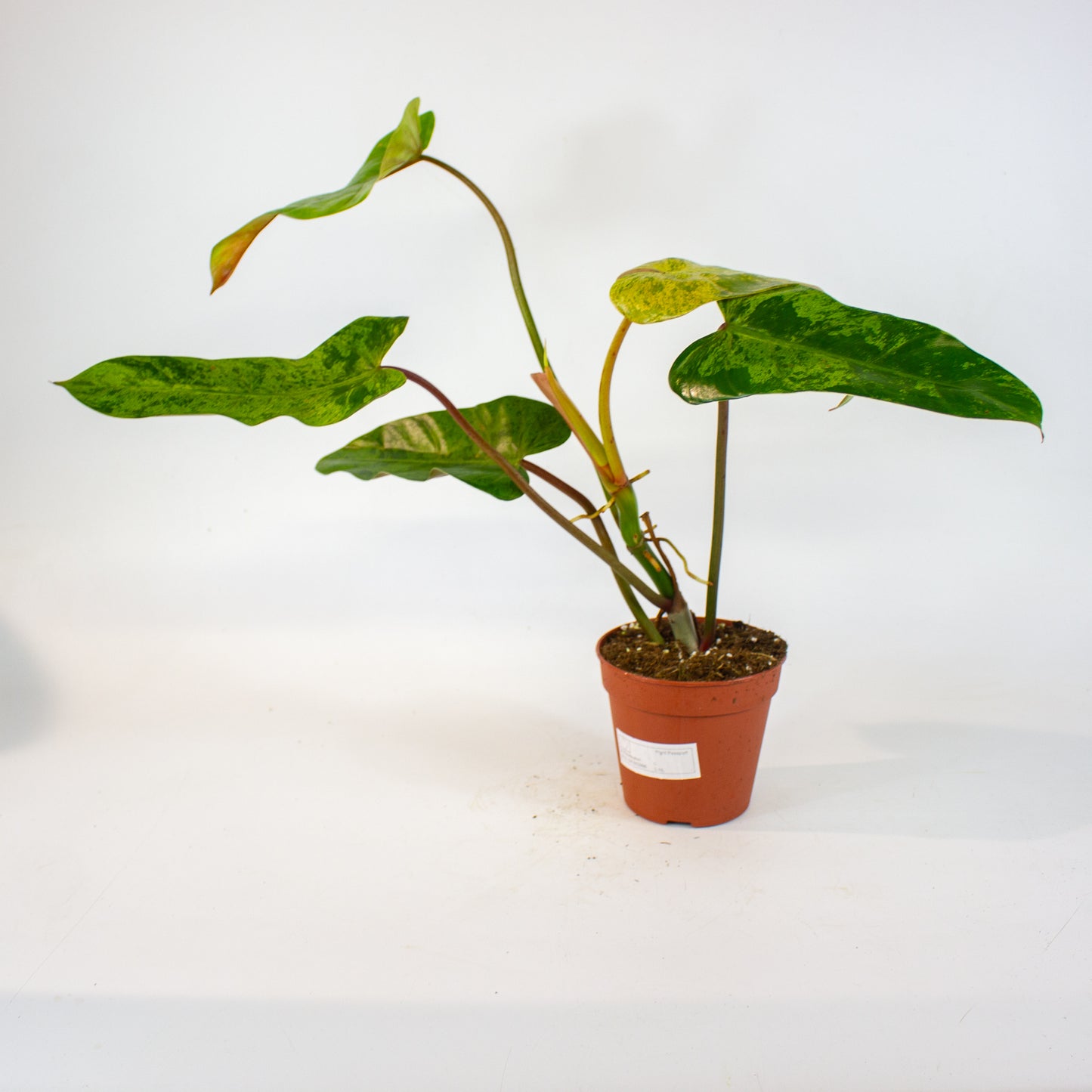 Philodendron Whipple Way Marble 12cm H30cm