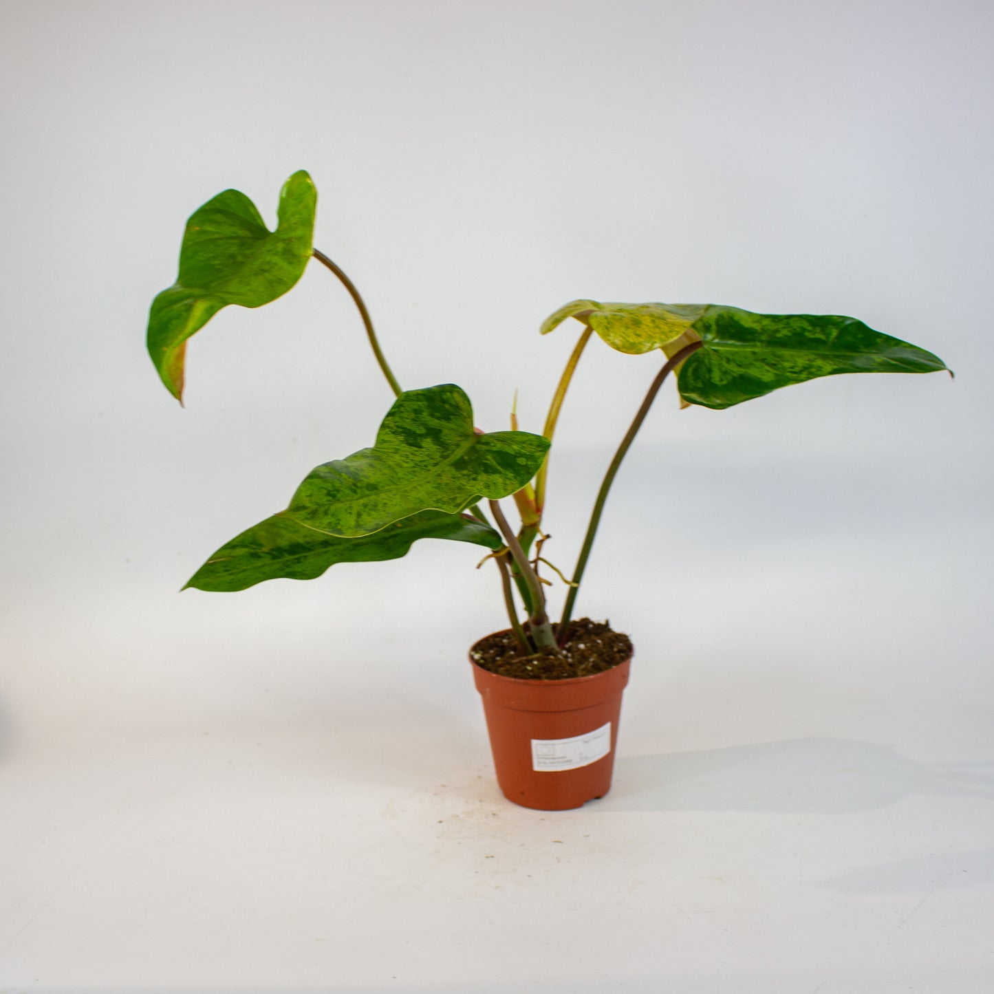 Philodendron Whipple Way Marble 12cm H30cm