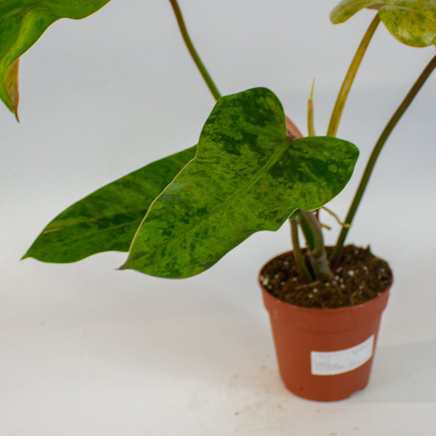 Philodendron Whipple Way Marble 12cm H30cm