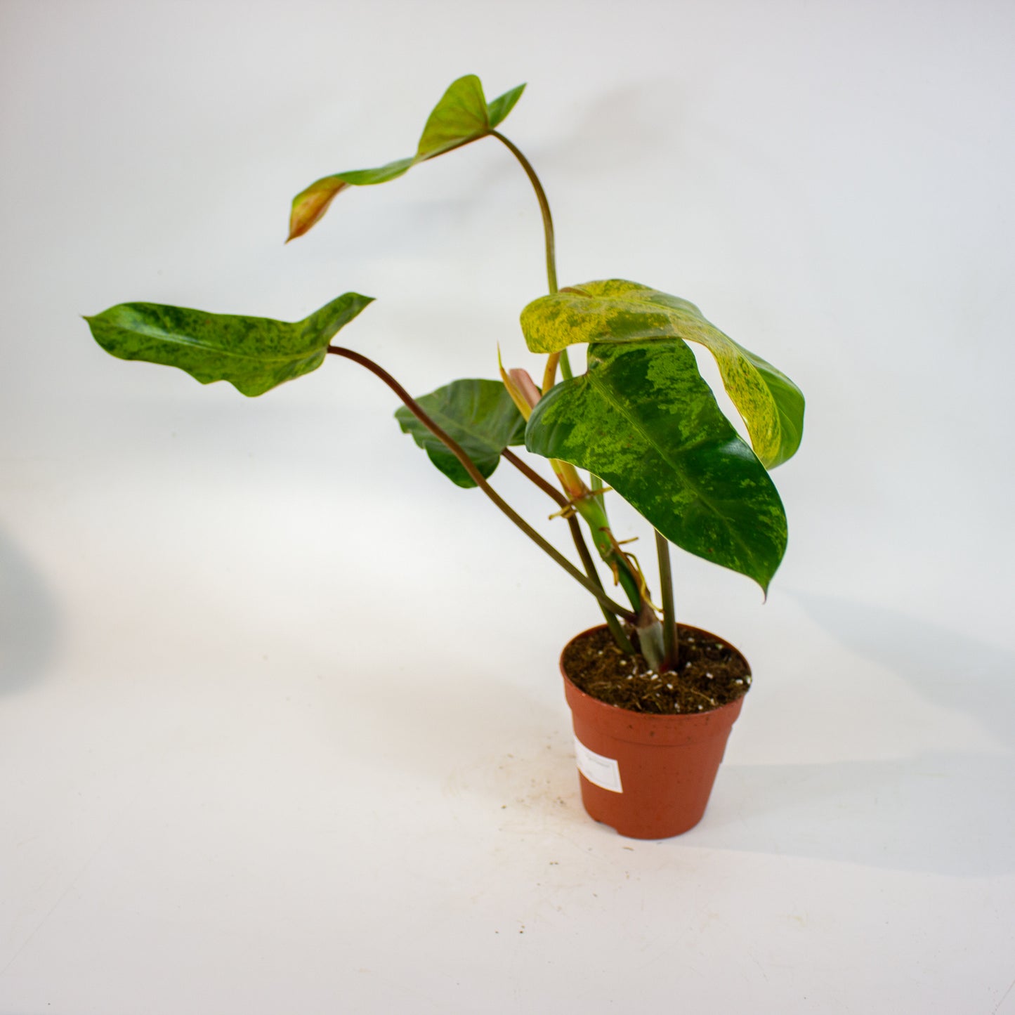 Philodendron Whipple Way Marble 12cm H30cm