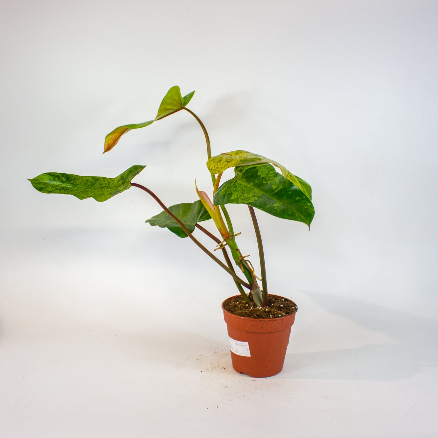 Philodendron Whipple Way Marble 12cm H30cm