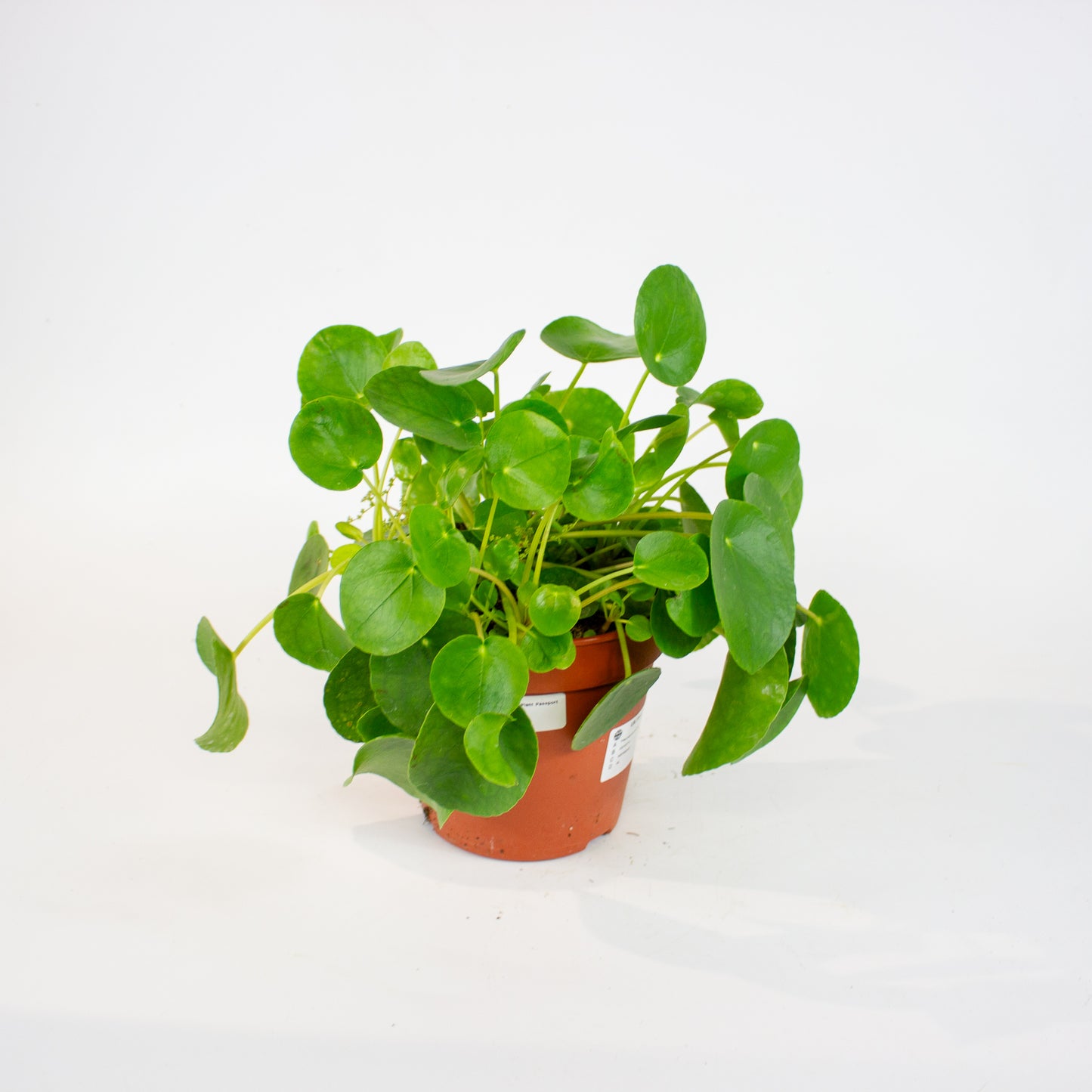 Pilea peperomioides 15cm H25cm