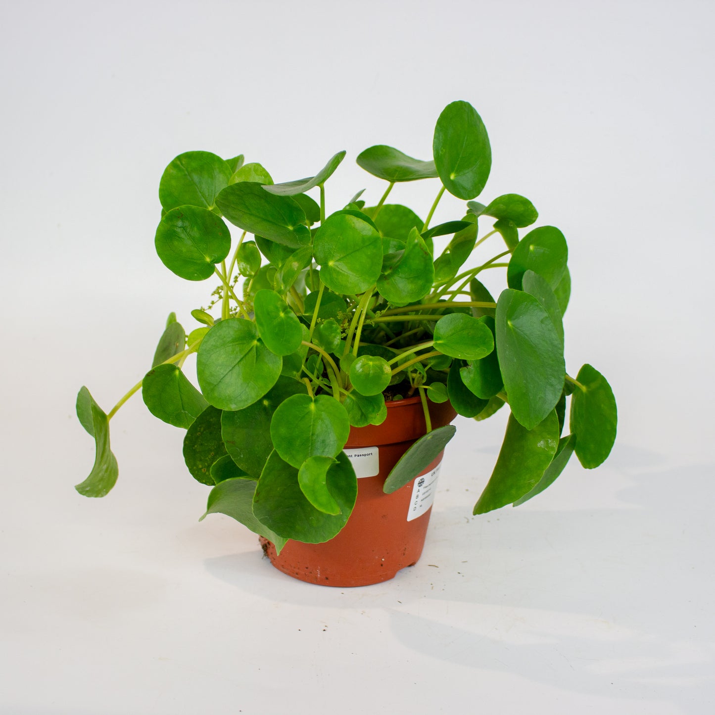 Pilea peperomioides 15cm H25cm