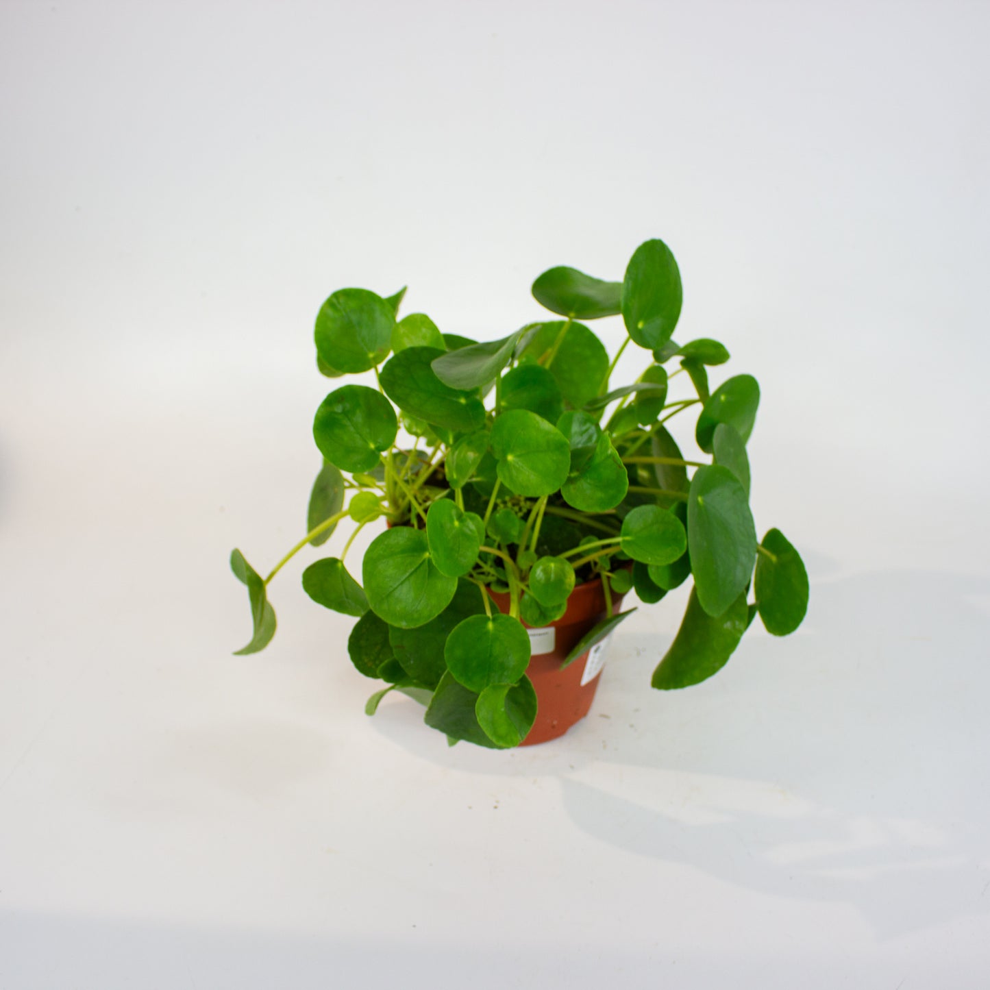 Pilea peperomioides 15cm H25cm