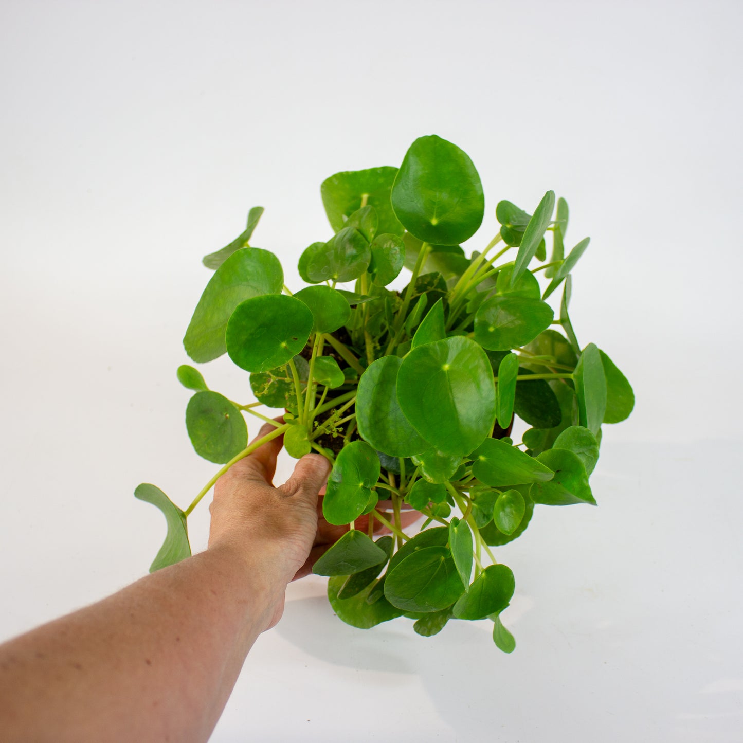 Pilea peperomioides 15cm H25cm