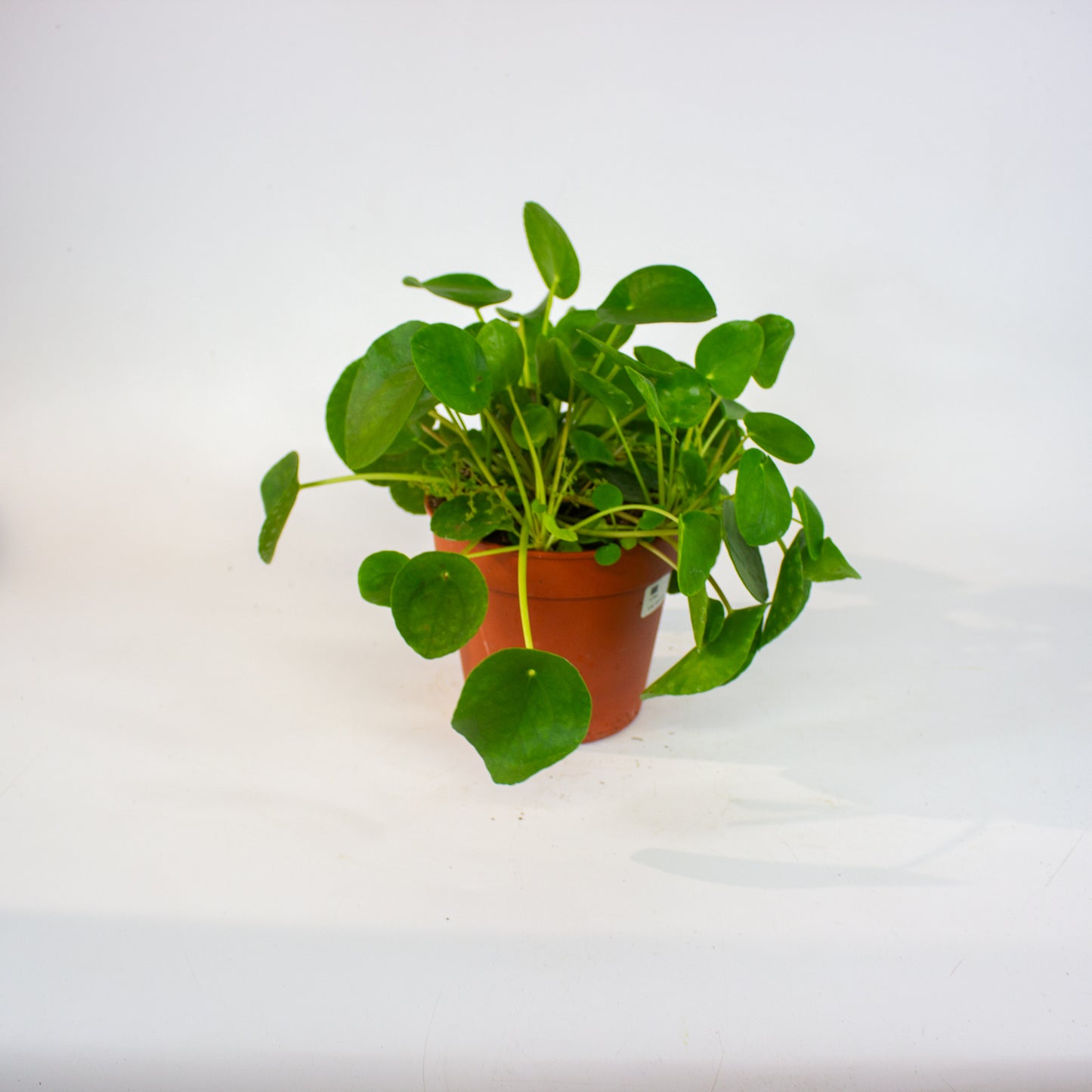 Pilea peperomioides 15cm H25cm