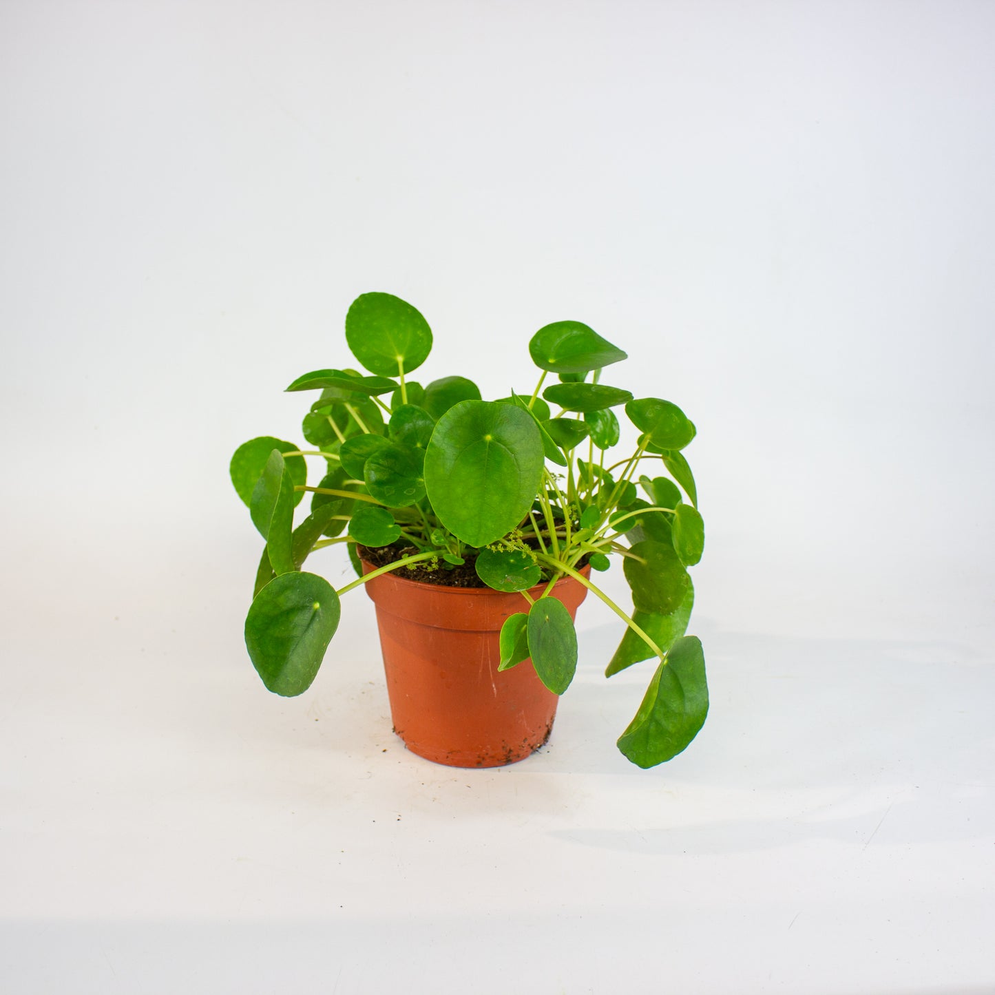 Pilea peperomioides 15cm H25cm