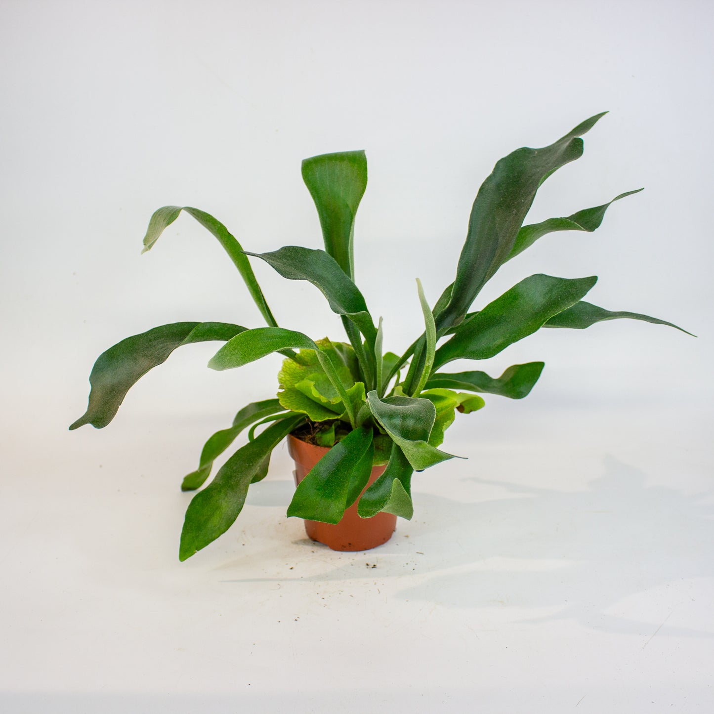 Platycerium bifurcatum 12cm H45cm
