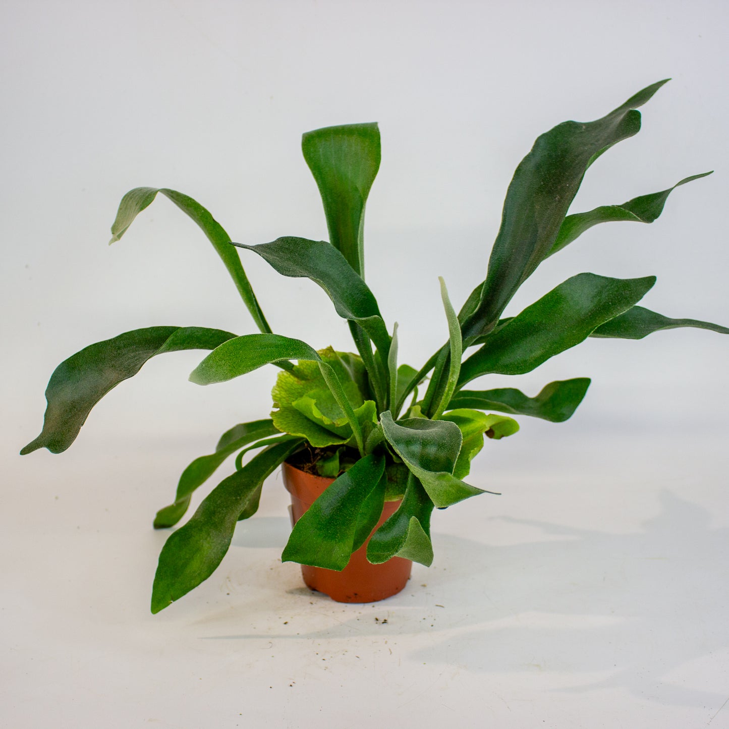 Platycerium bifurcatum 12cm H45cm