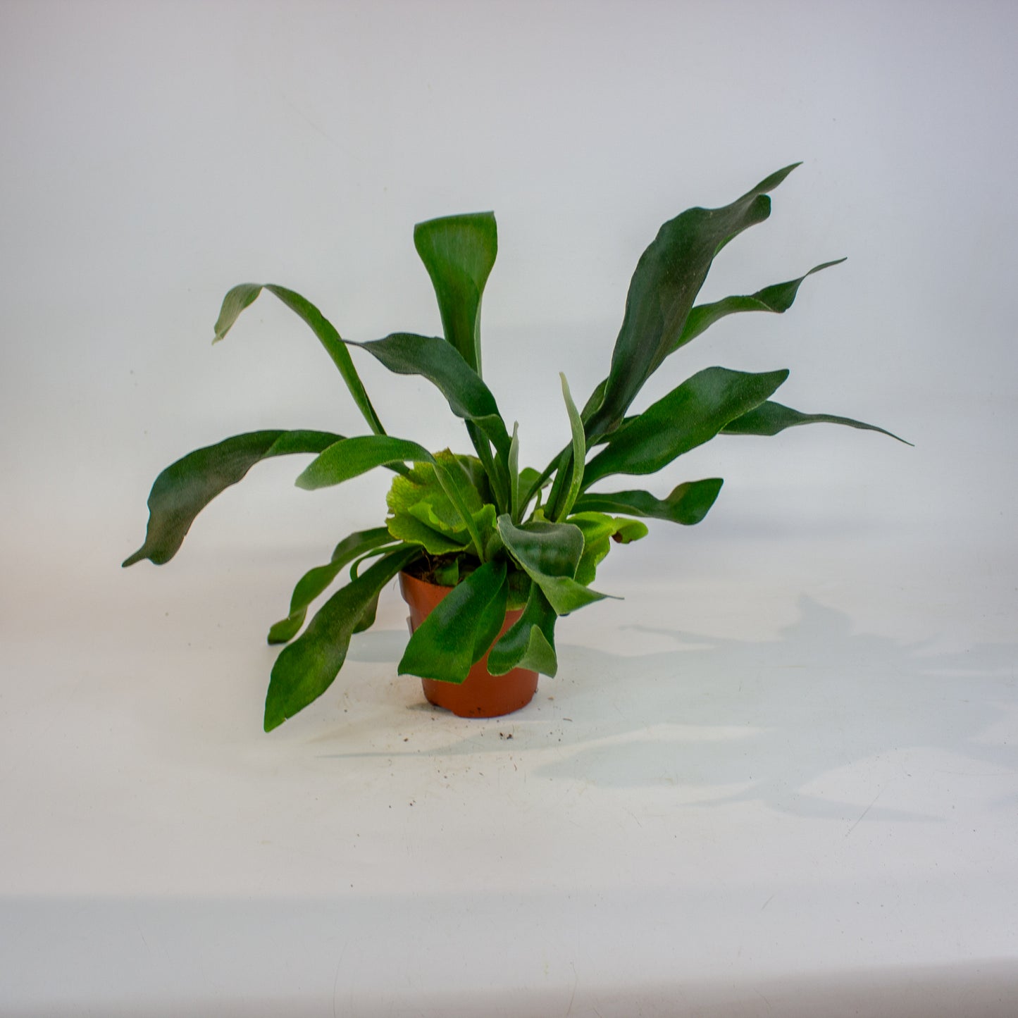 Platycerium bifurcatum 12cm H45cm