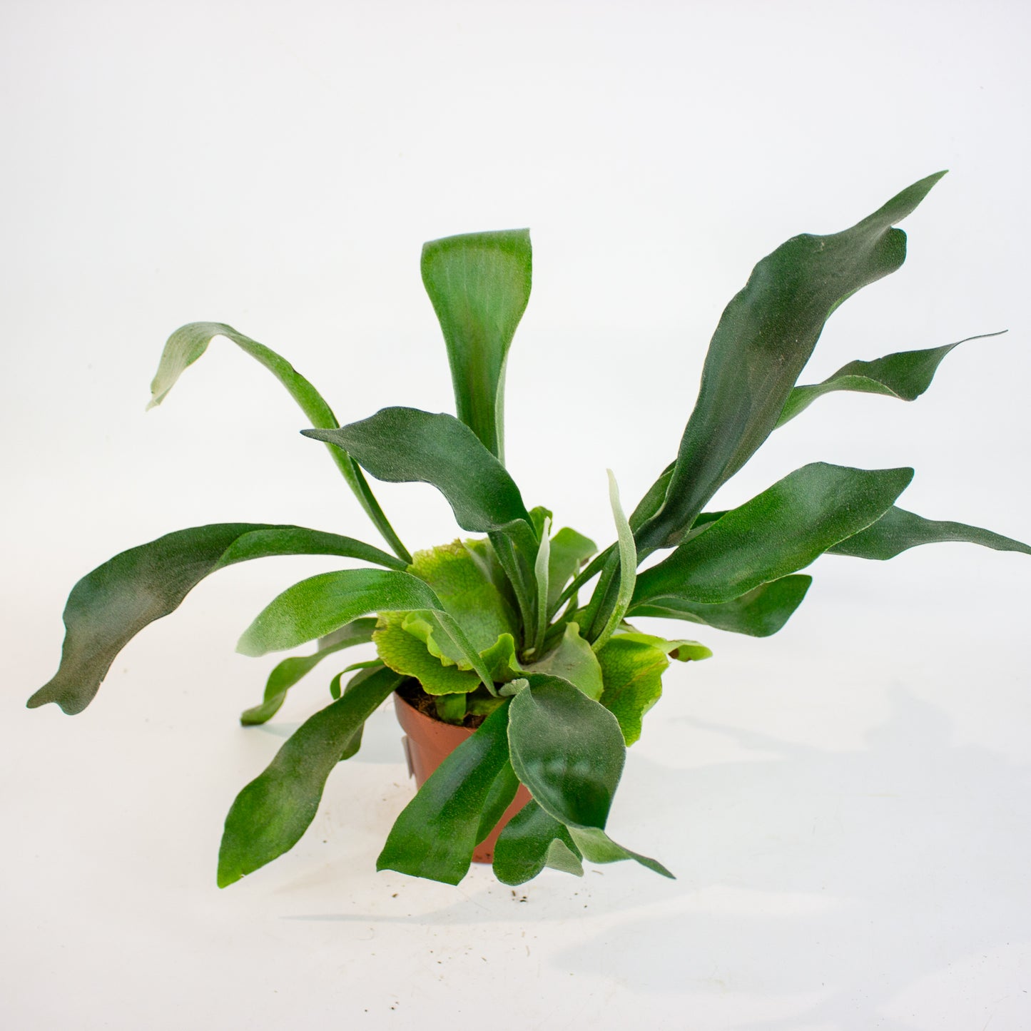 Platycerium bifurcatum 12cm H45cm