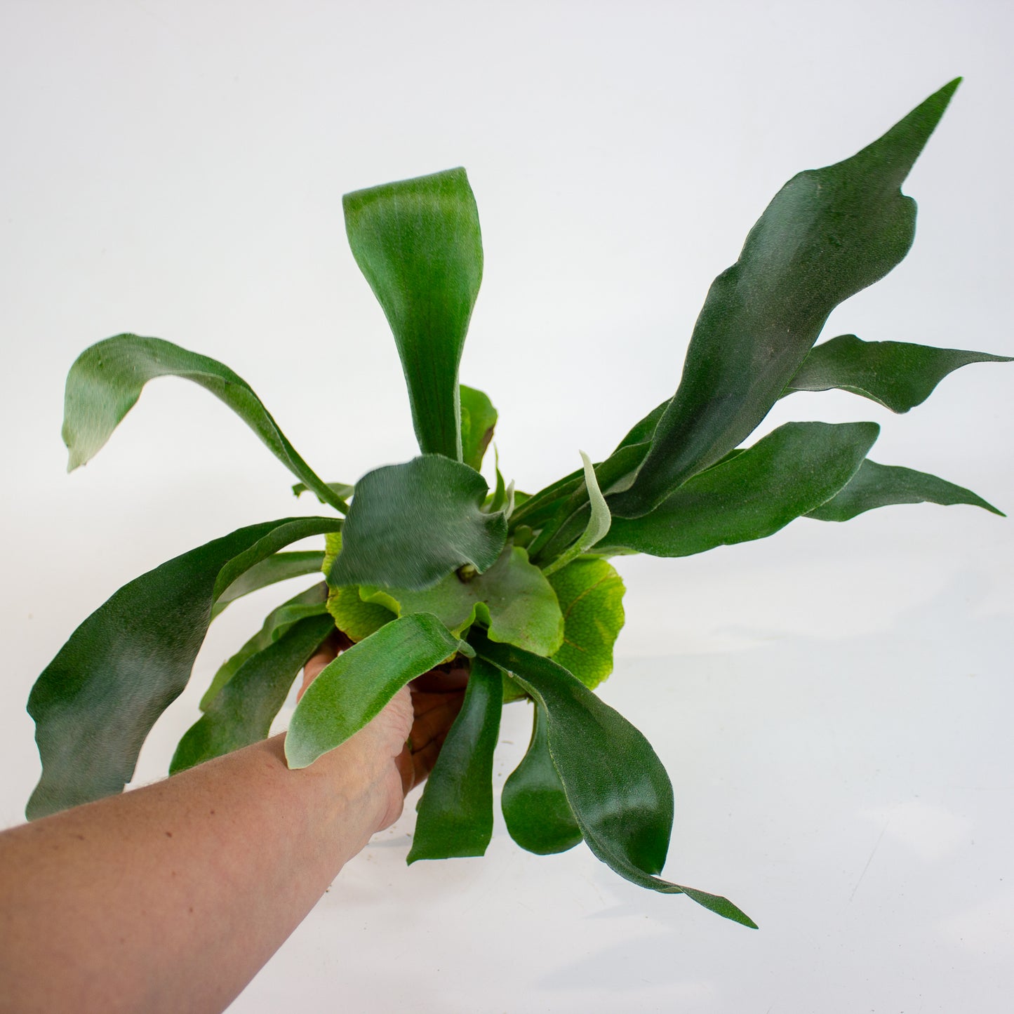 Platycerium bifurcatum 12cm H45cm