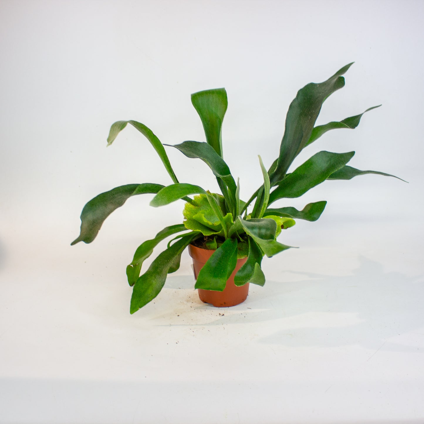 Platycerium bifurcatum 12cm H45cm
