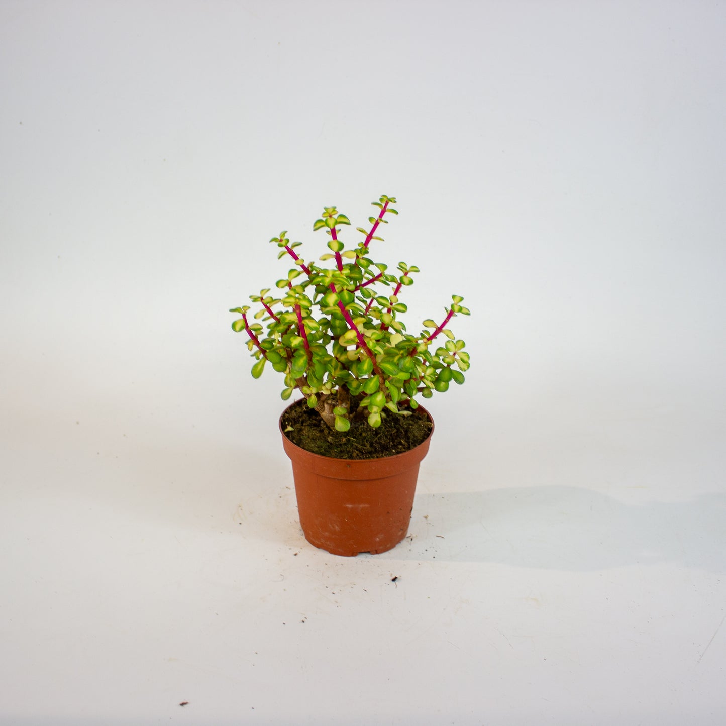 Portulacaria Afra Mediopicta 12cm H20cm