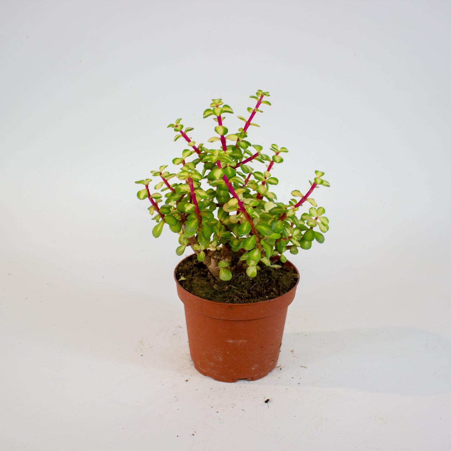 Portulacaria Afra Mediopicta 12cm H20cm