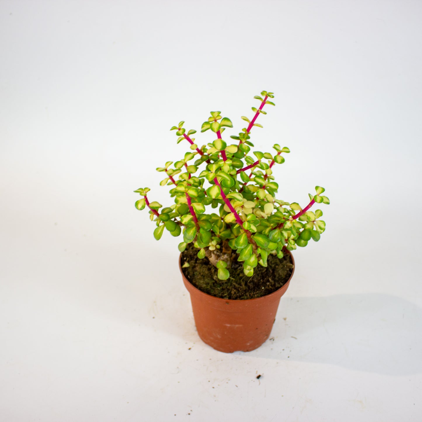 Portulacaria Afra Mediopicta 12cm H20cm
