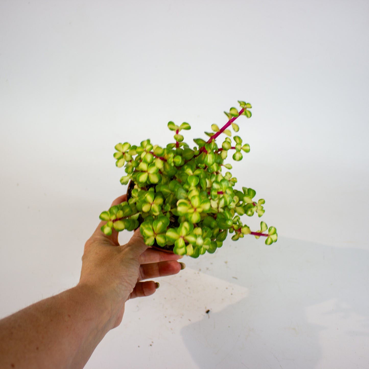 Portulacaria Afra Mediopicta 12cm H20cm