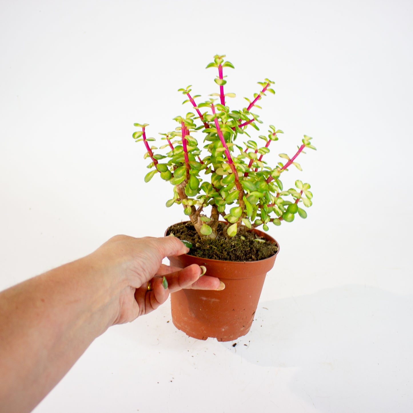 Portulacaria Afra Mediopicta 12cm H20cm