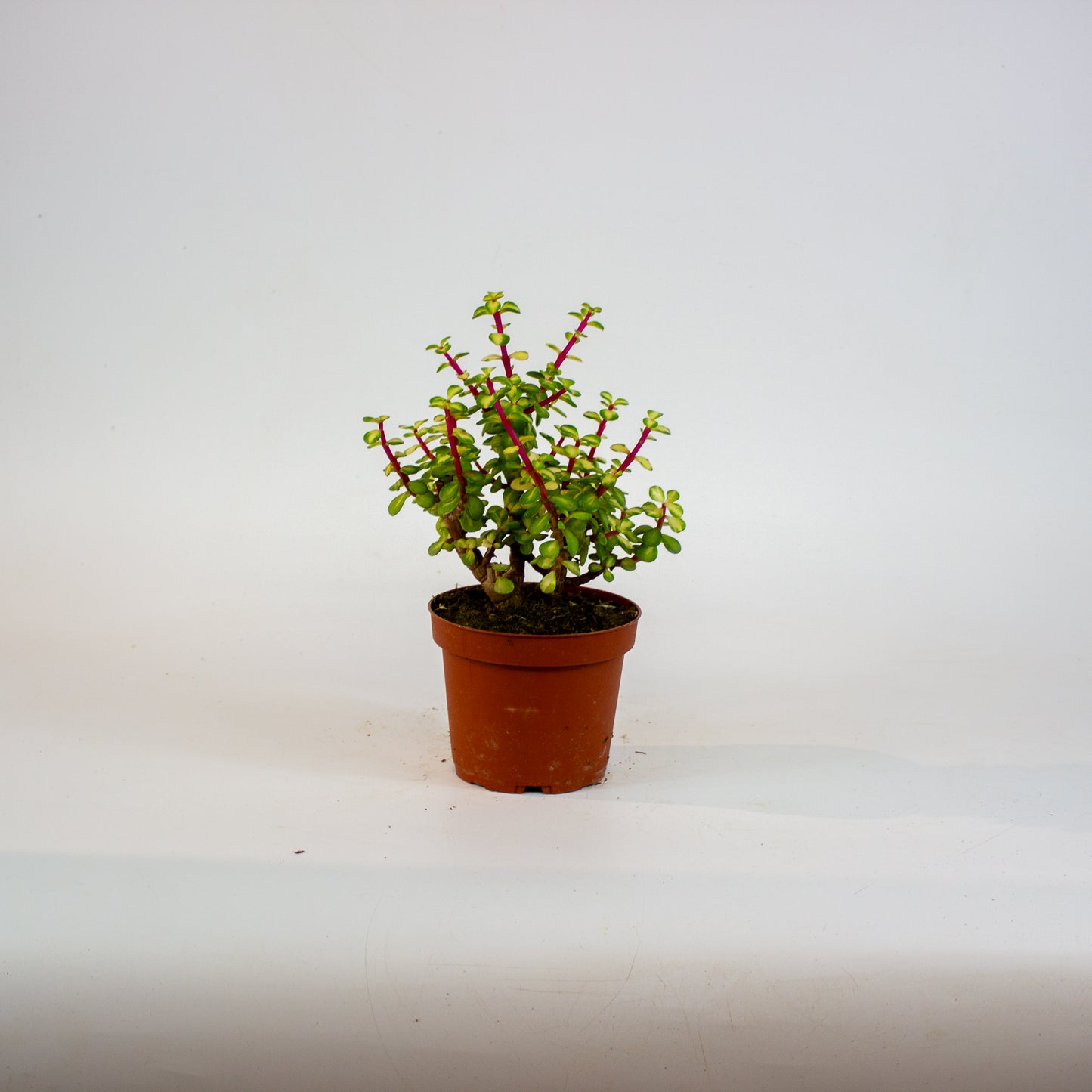 Portulacaria Afra Mediopicta 12cm H20cm