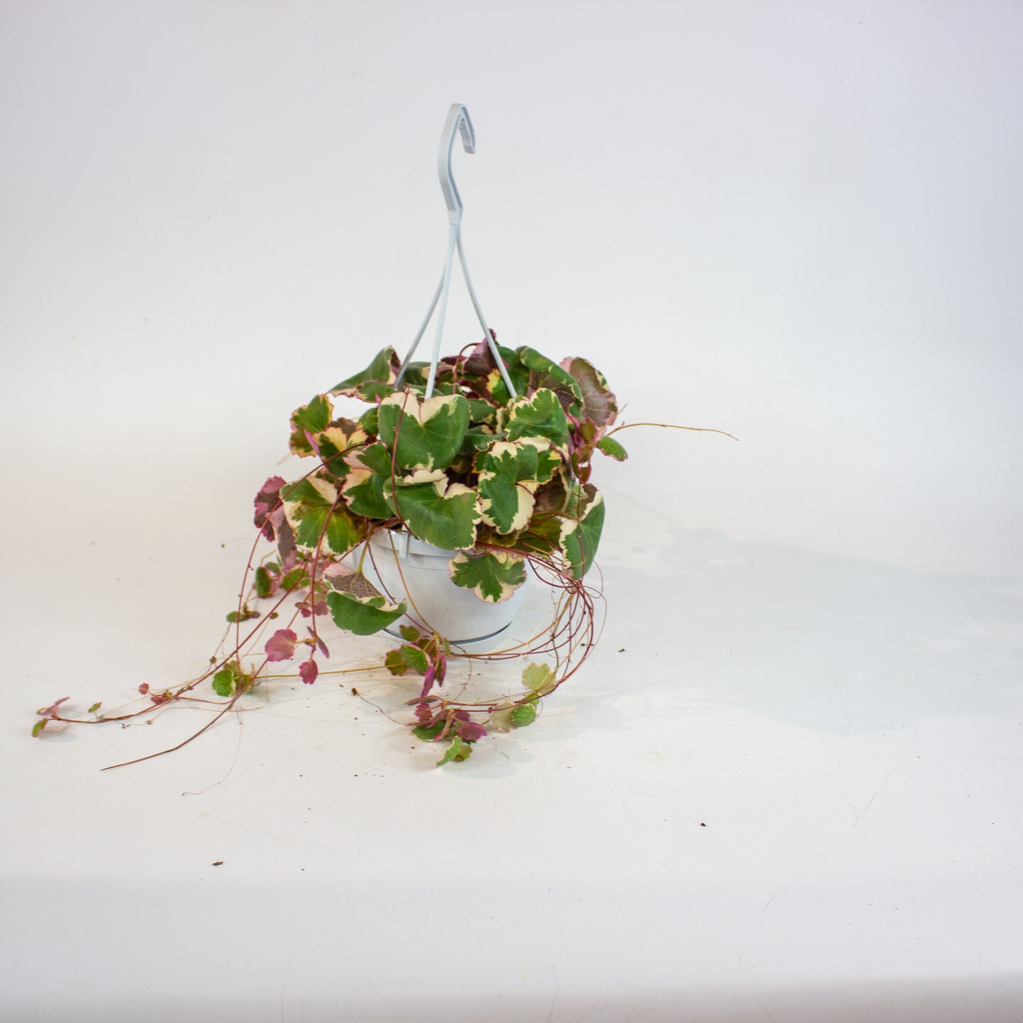Saxifraga stolonifera Tricolor 14cm H30cm