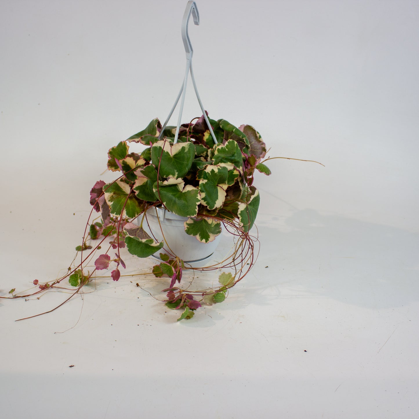 Saxifraga stolonifera Tricolor 14cm H30cm