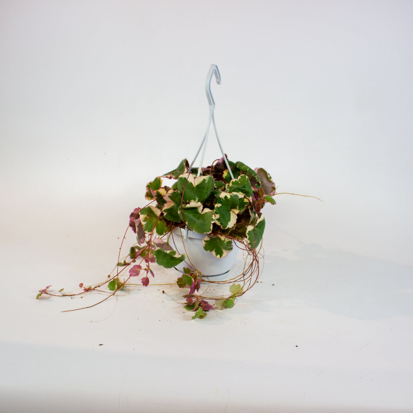 Saxifraga stolonifera Tricolor 14cm H30cm