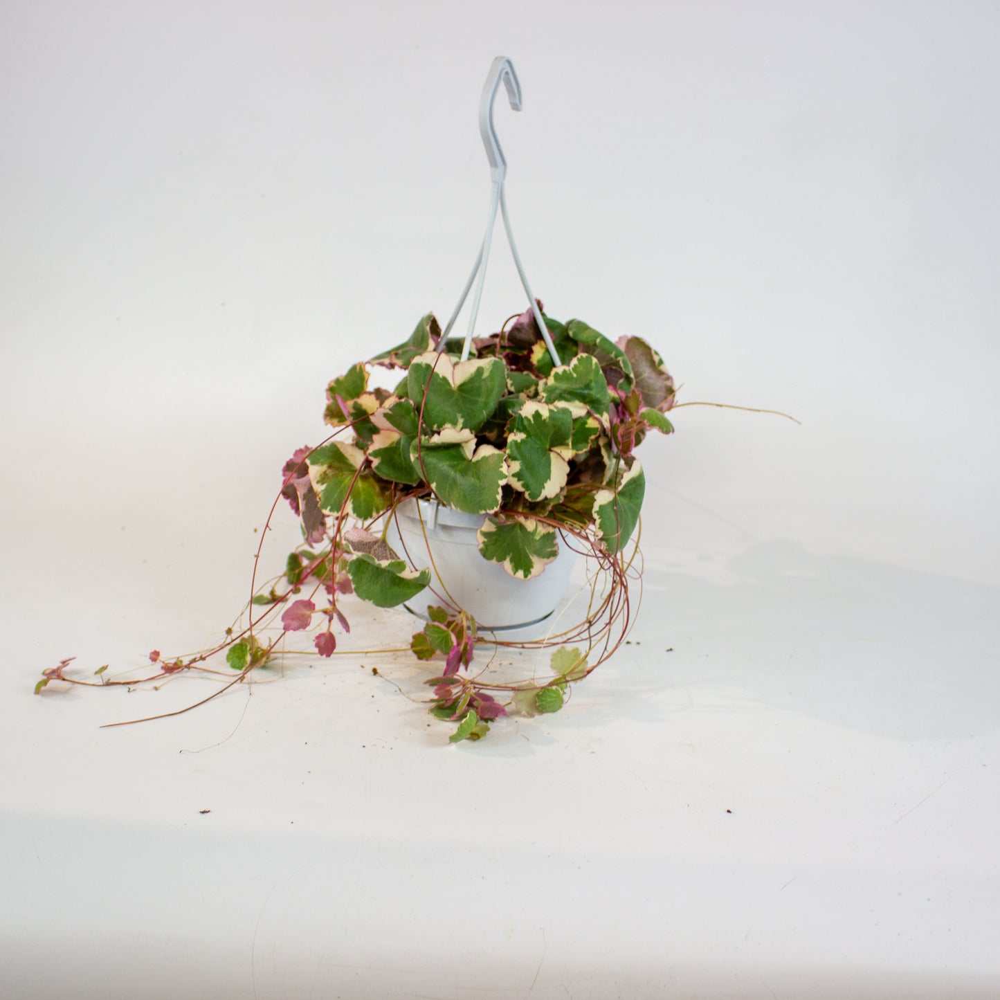 Saxifraga stolonifera Tricolor 14cm H30cm