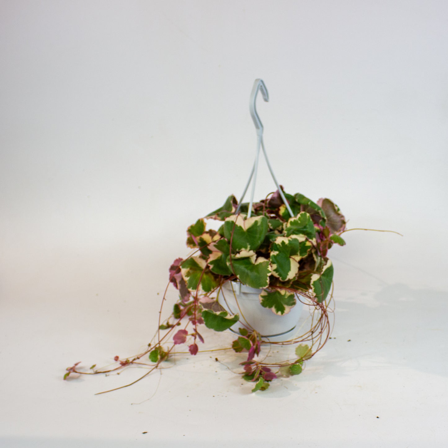 Saxifraga stolonifera Tricolor 14cm H30cm