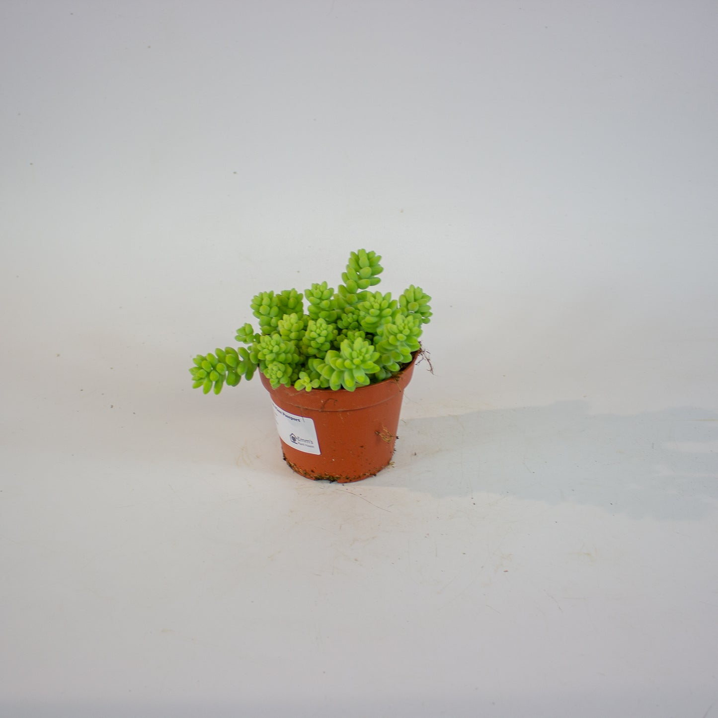 Sedum burrito 11cm H15cm