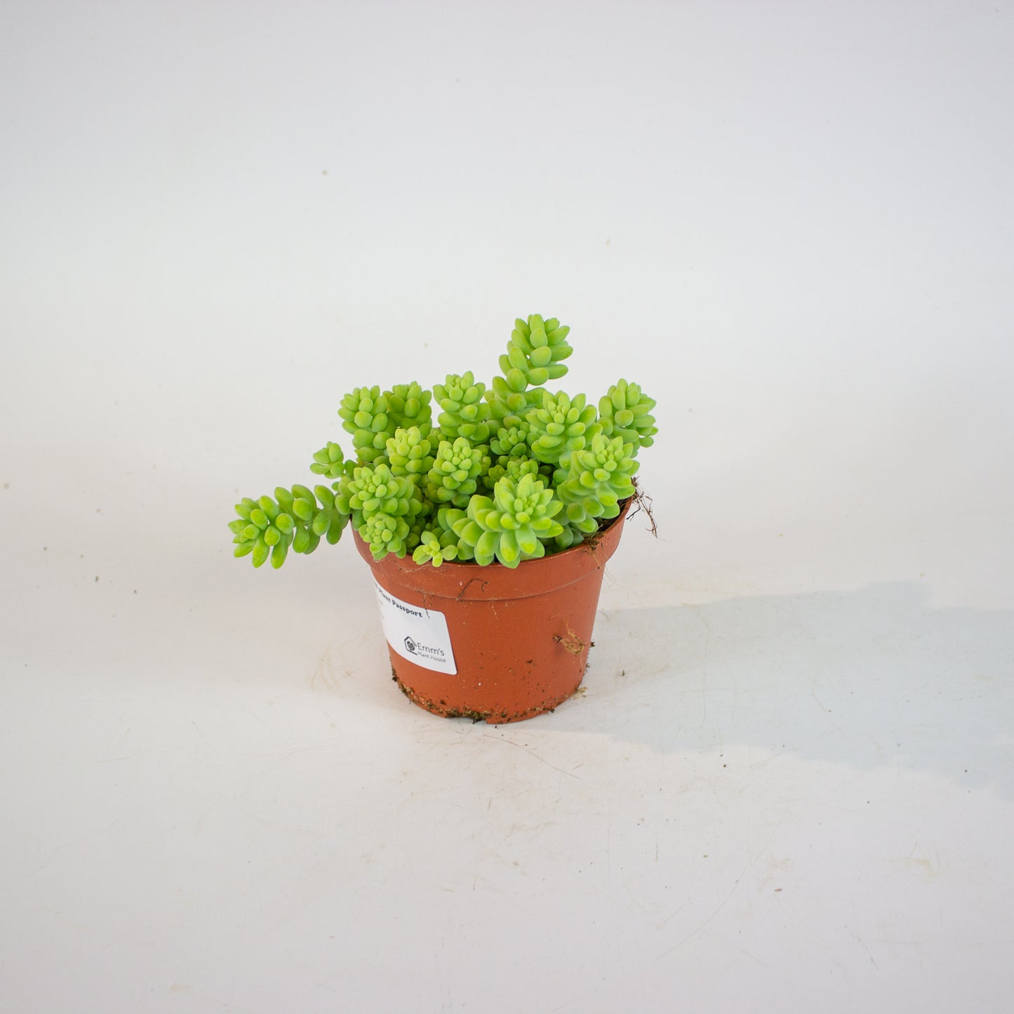 Sedum burrito 11cm H15cm