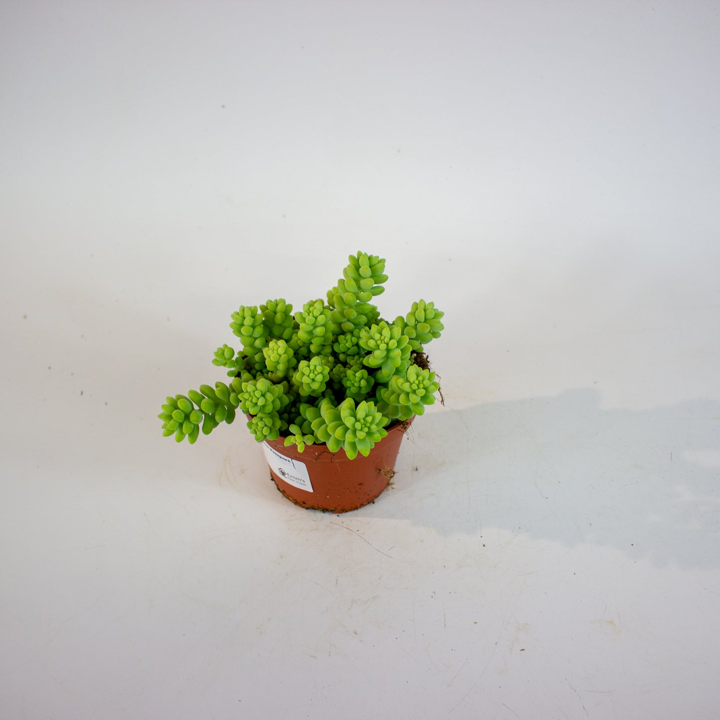 Sedum burrito 11cm H15cm