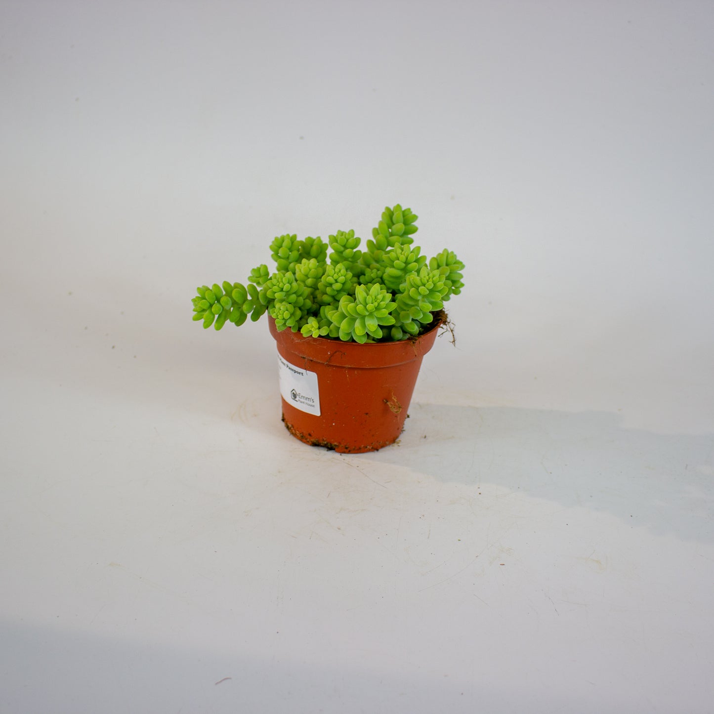Sedum burrito 11cm H15cm