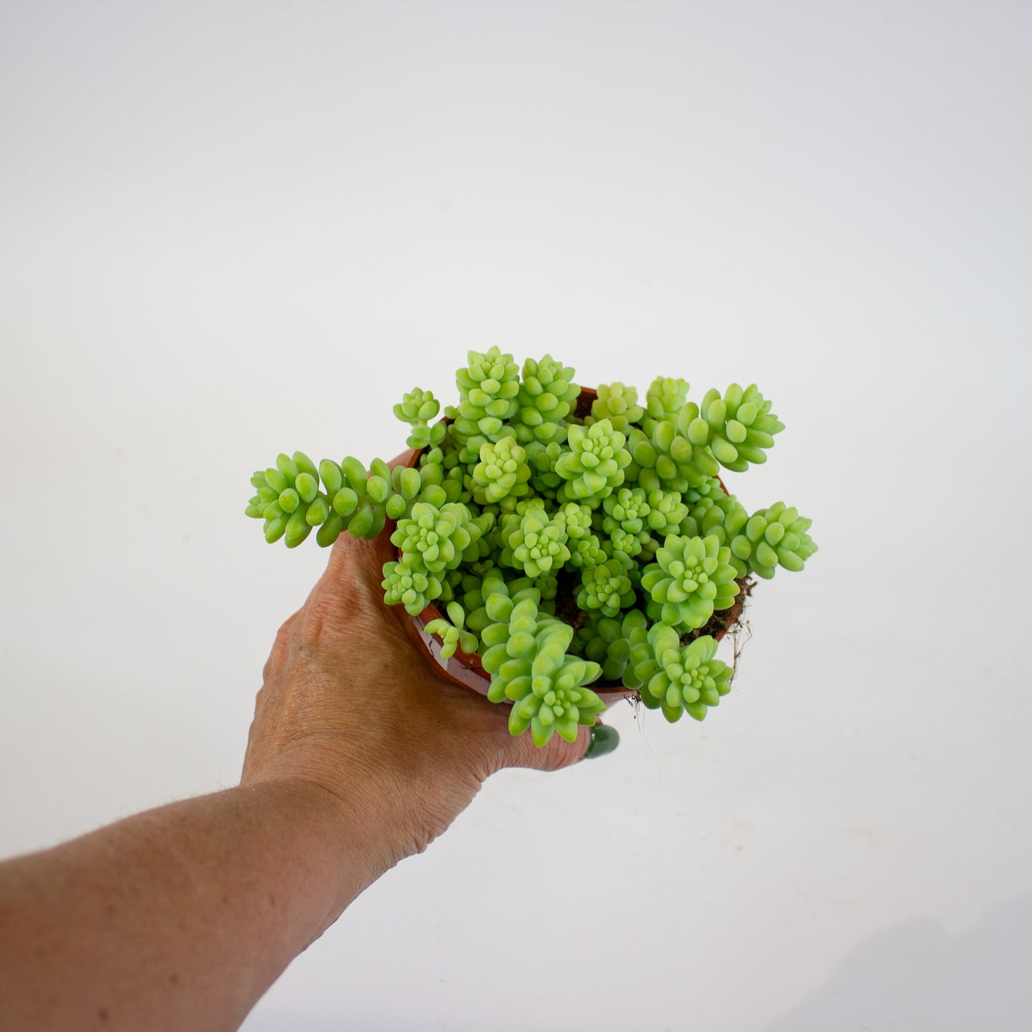 Sedum burrito 11cm H15cm