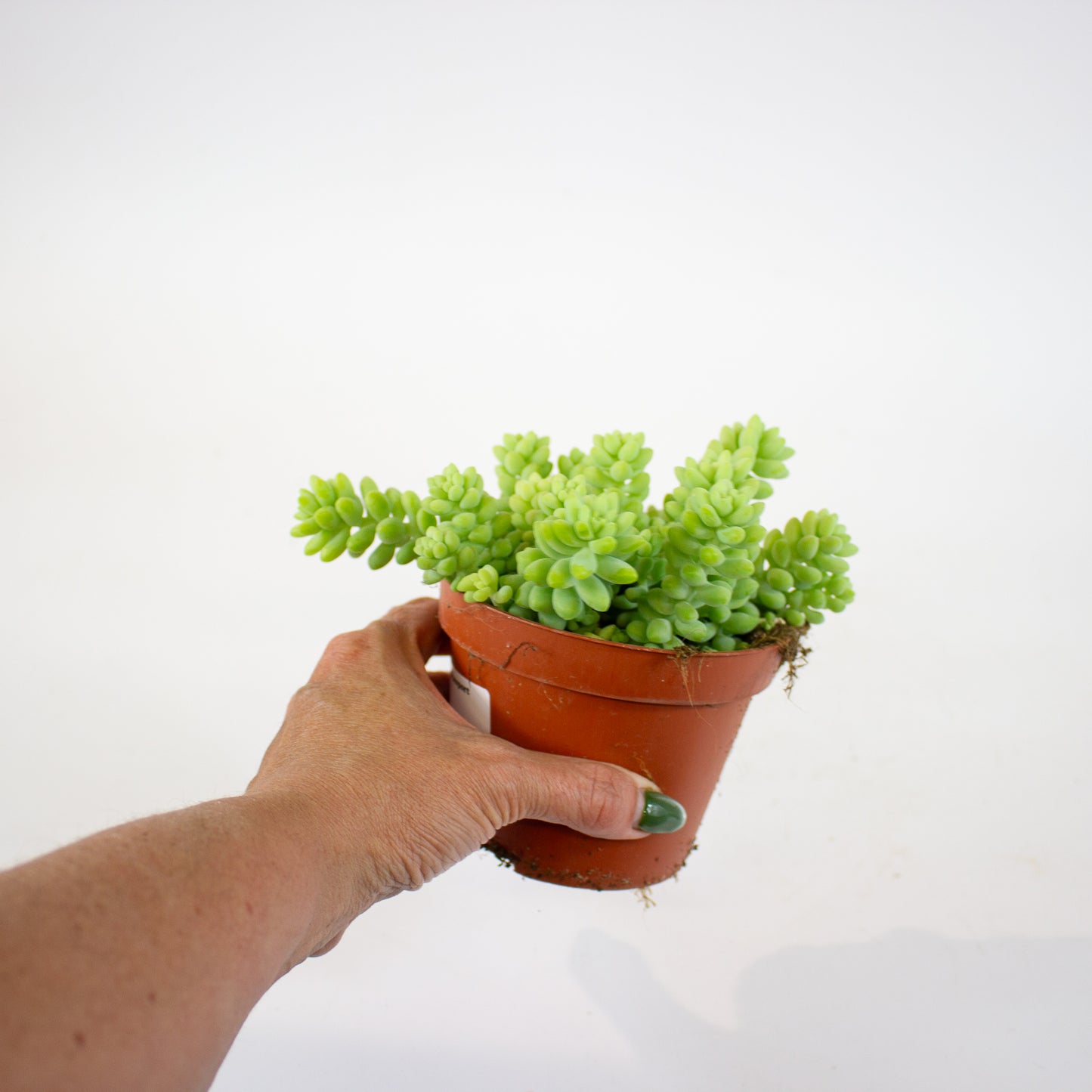 Sedum burrito 11cm H15cm