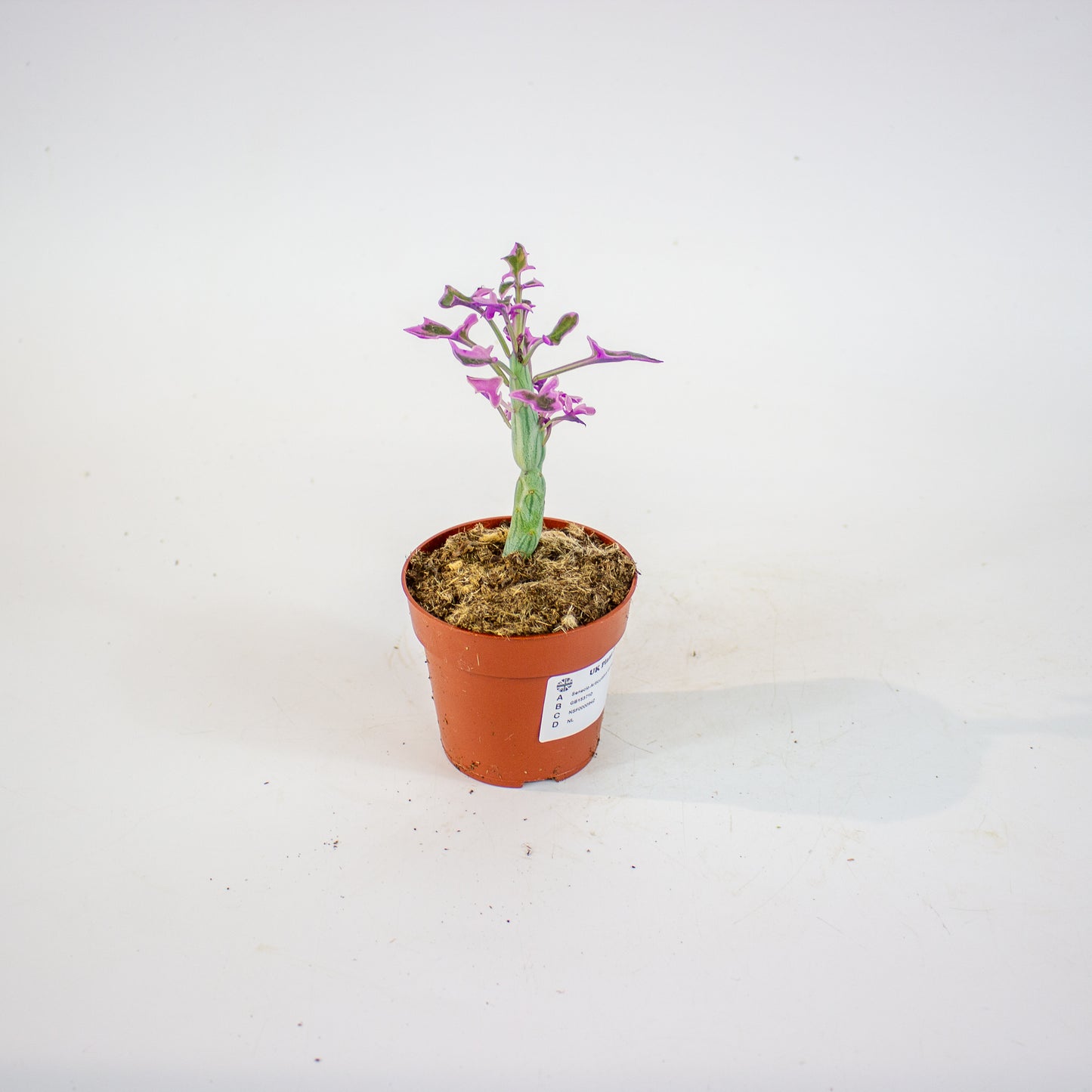 Senecio Articulatus Variegata 8.5cm H15cm