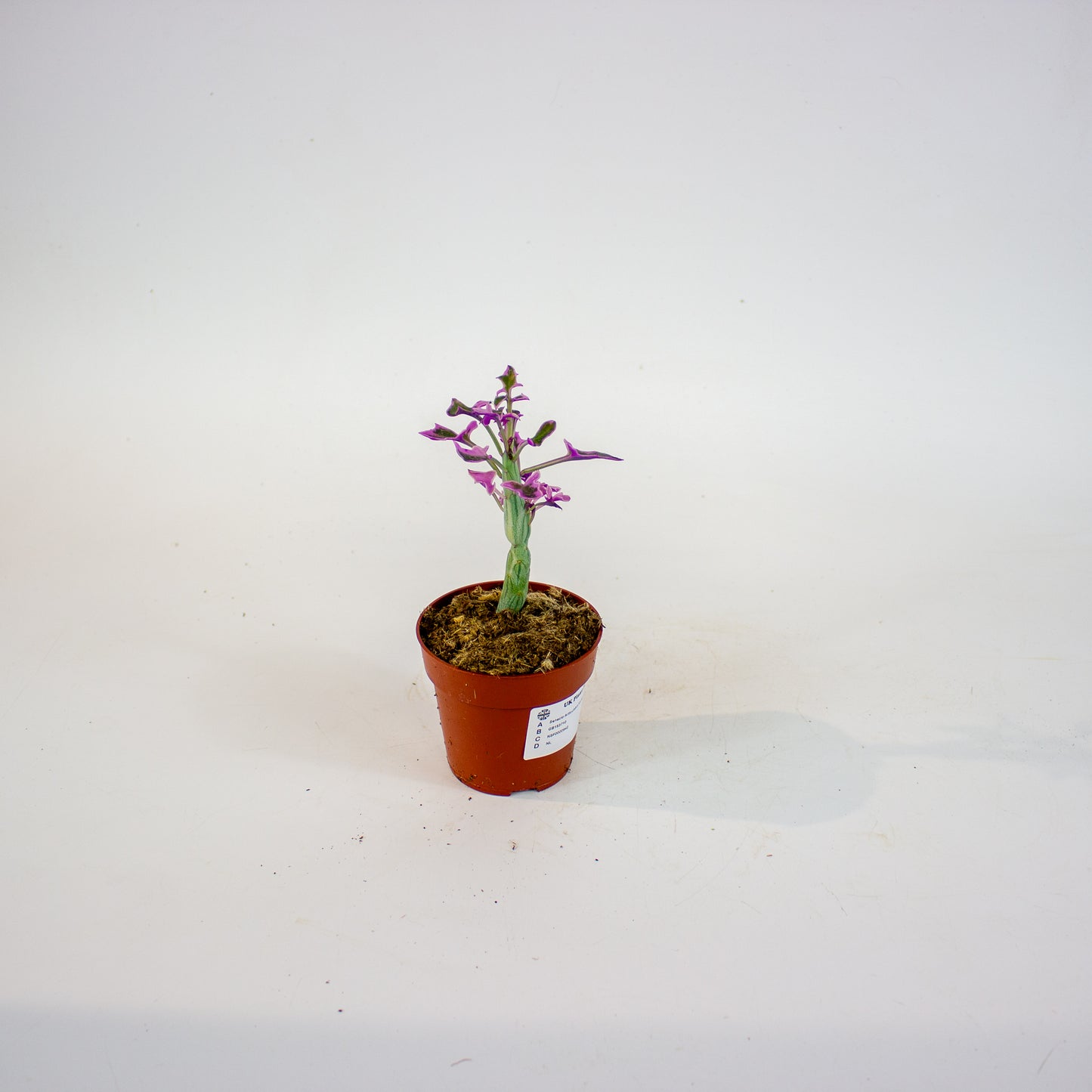 Senecio Articulatus Variegata 8.5cm H15cm