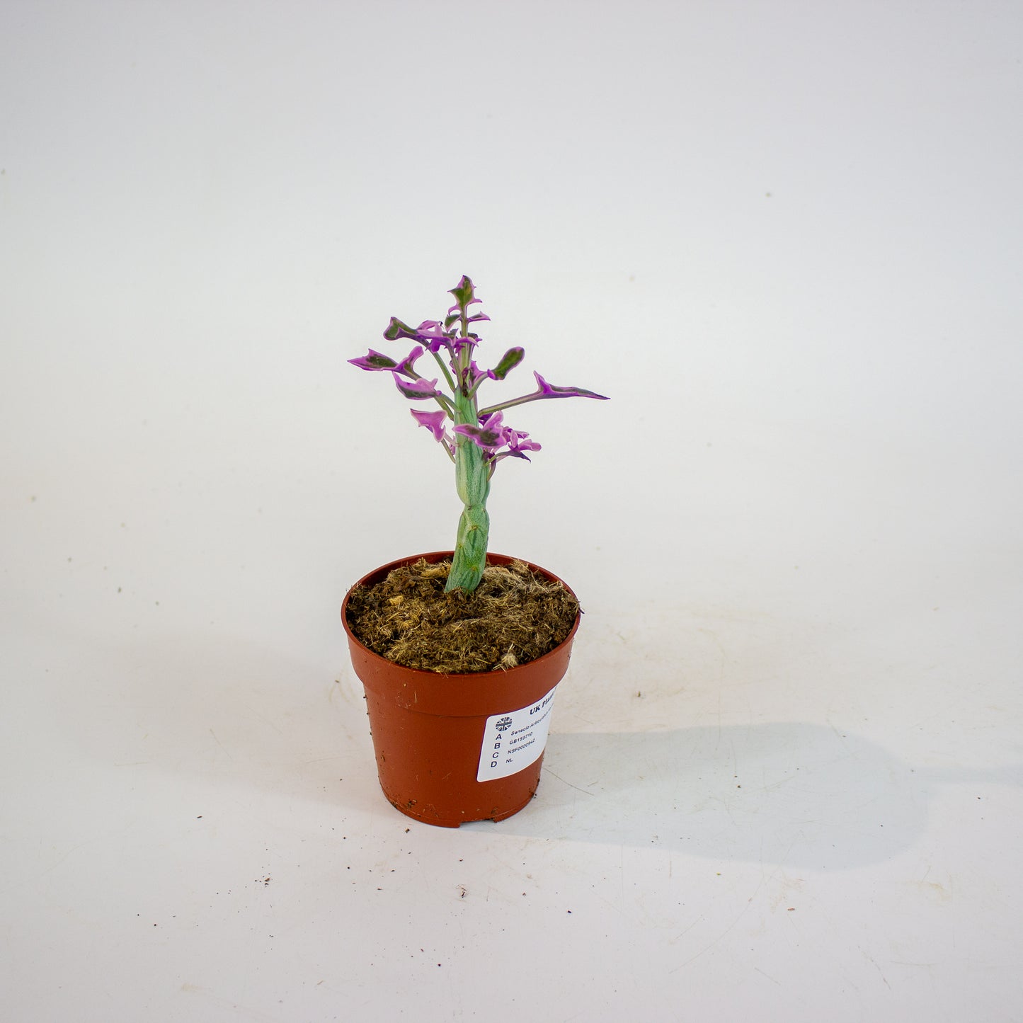 Senecio Articulatus Variegata 8.5cm H15cm