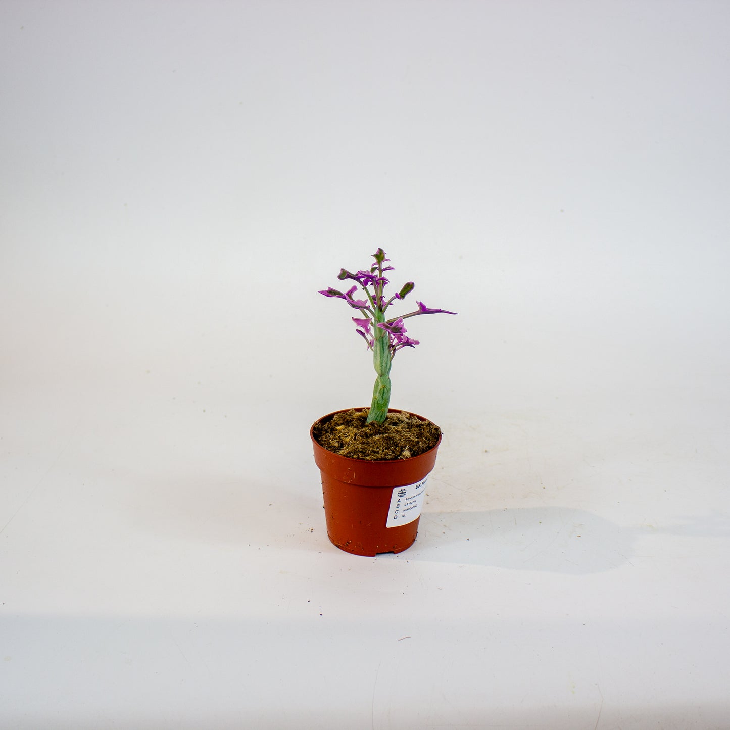 Senecio Articulatus Variegata 8.5cm H15cm