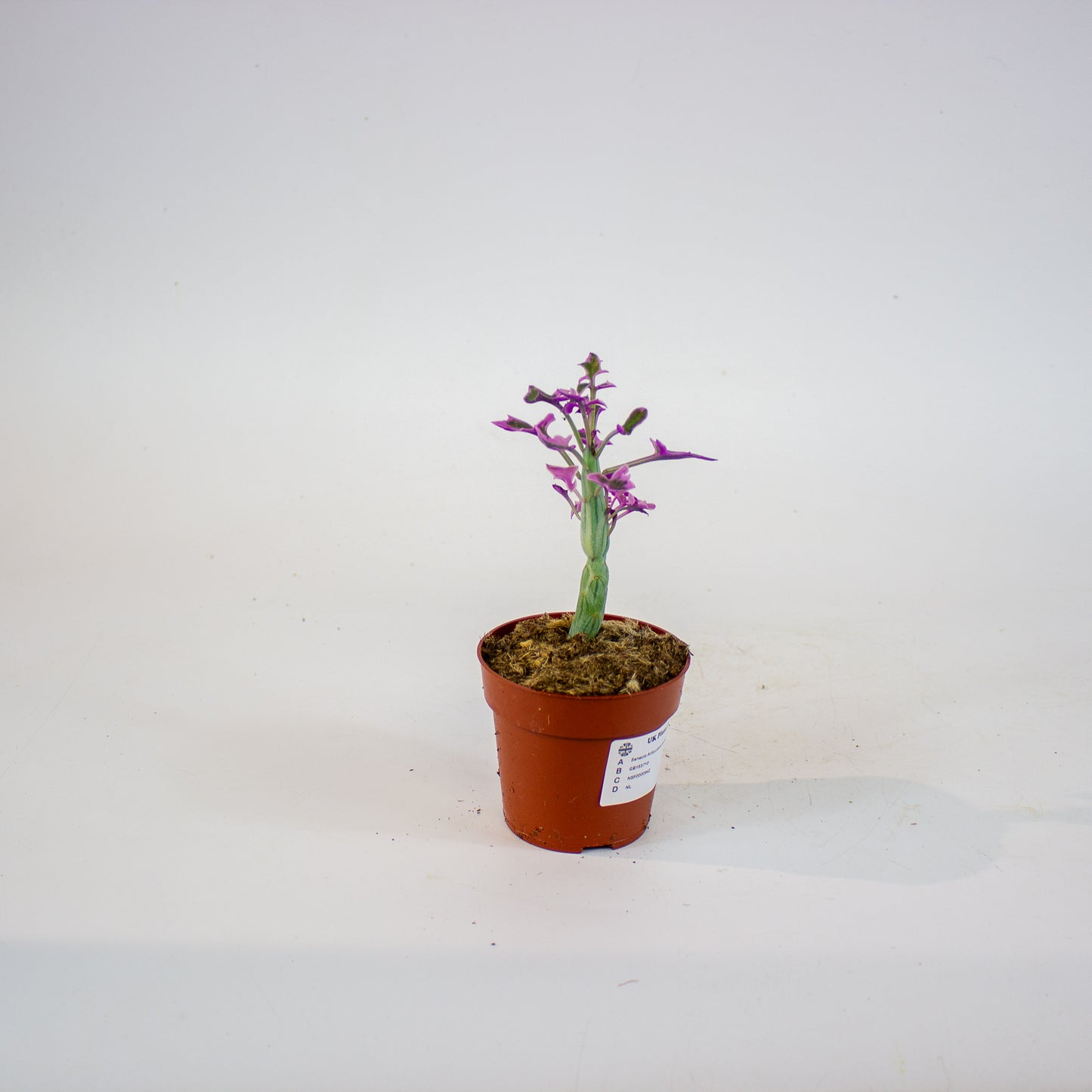 Senecio Articulatus Variegata 8.5cm H15cm