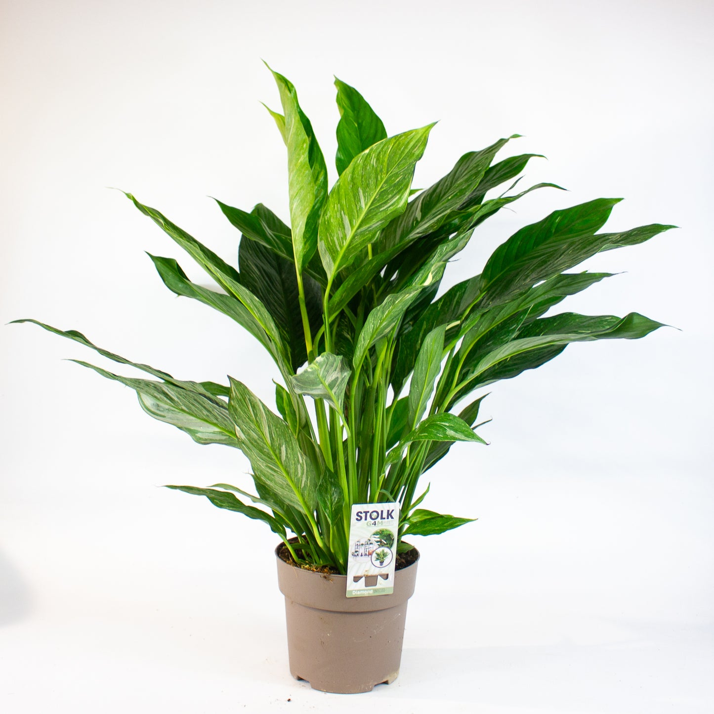 Spathiphyllum Diamond 17cm H60cm